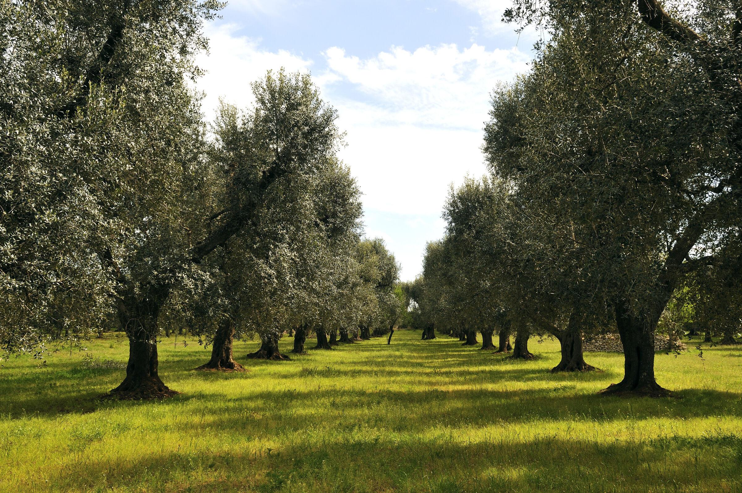 beim nachbarn - olivenhain - urupia 2015 (43)