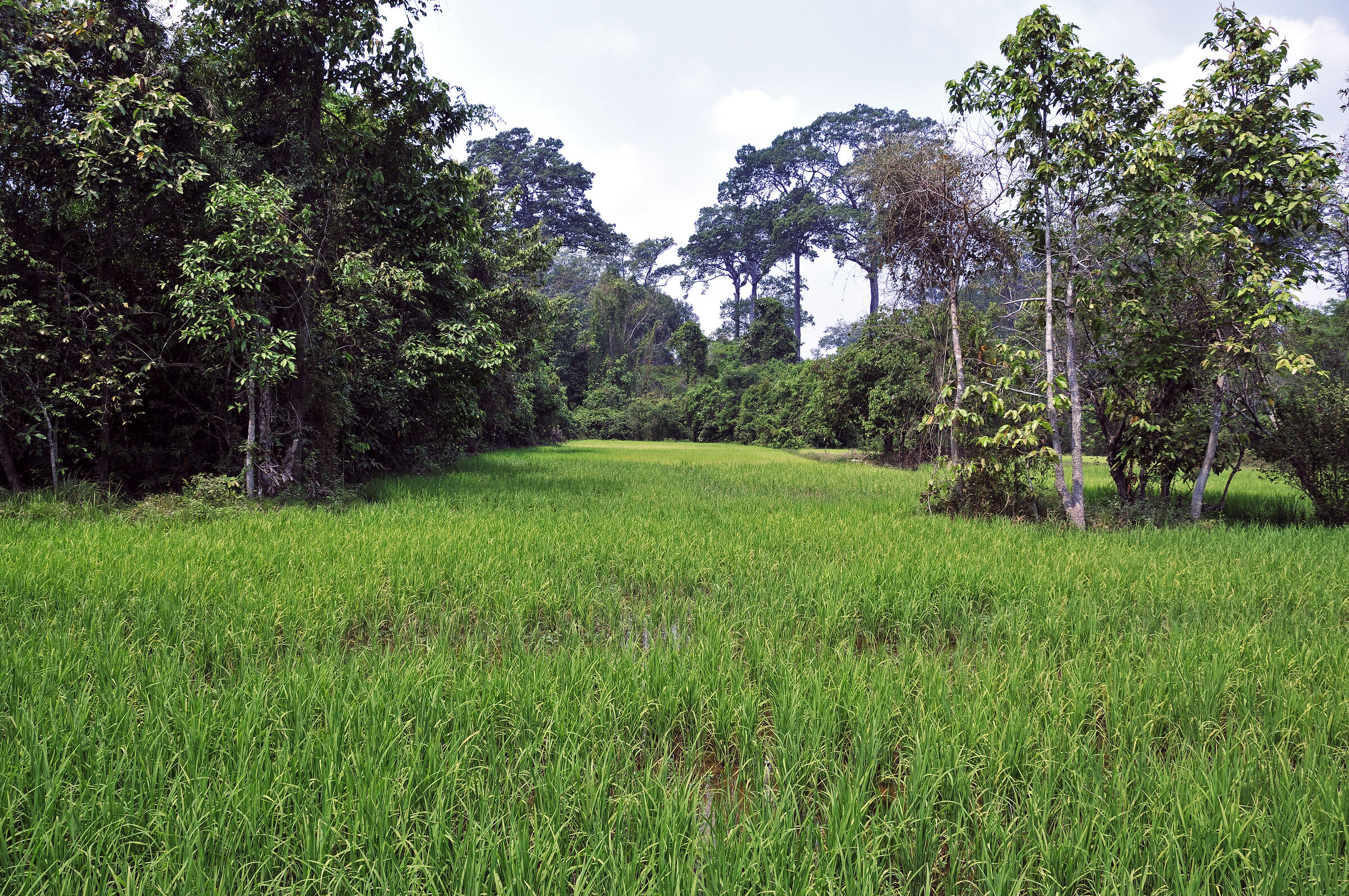 kambodscha - tempel von anghor - unterwegs (31)
