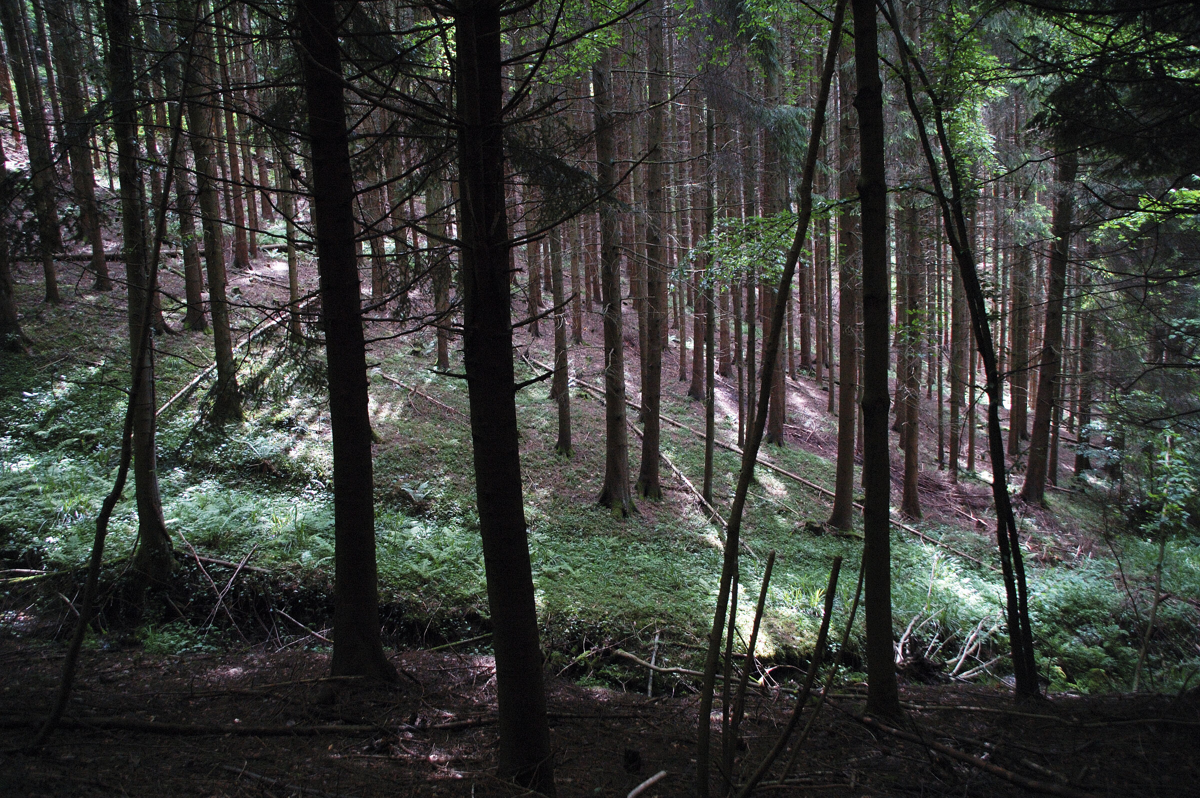 schwarzwald (17) - im wald