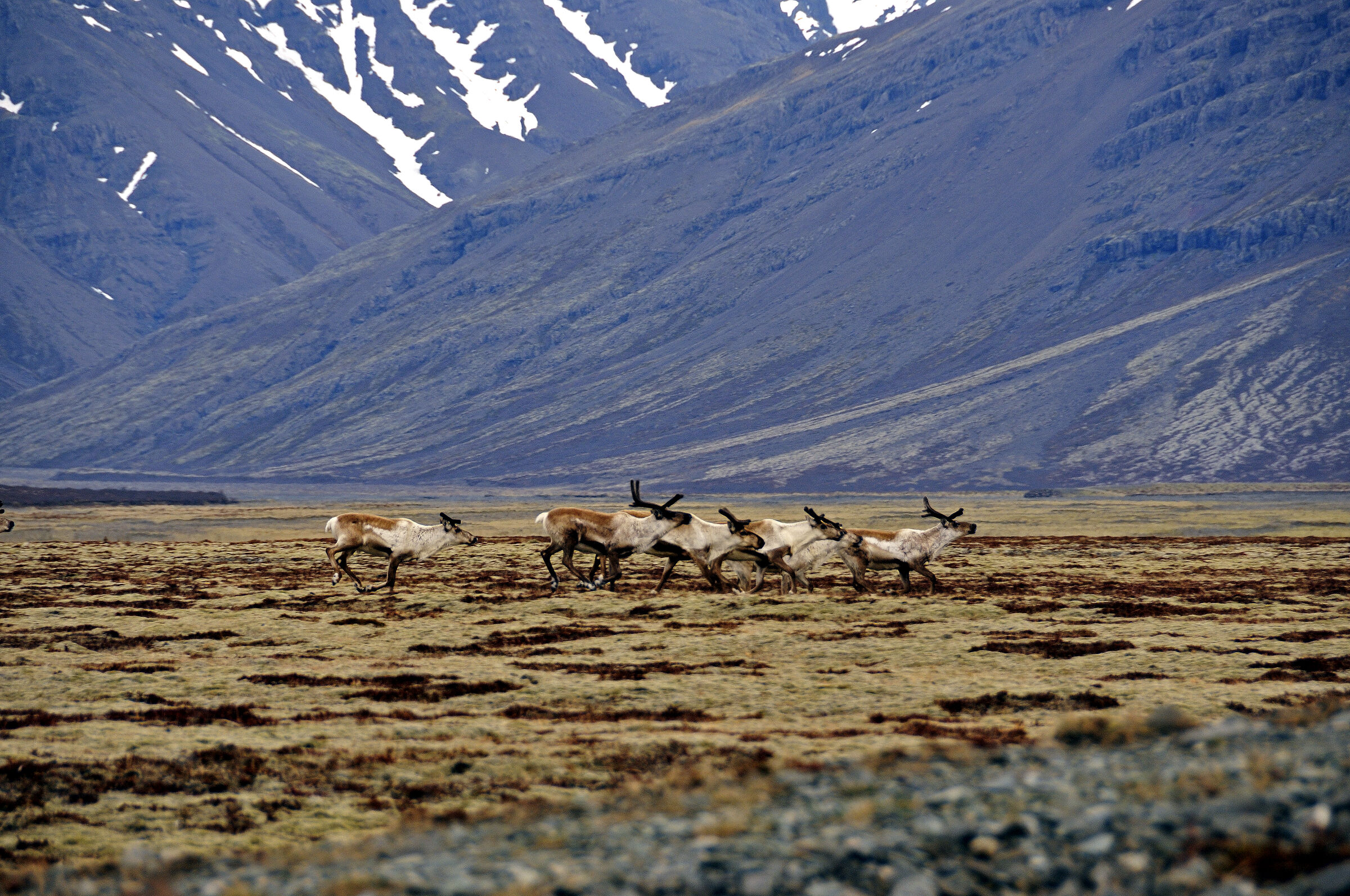 island – zwischen hali und kalfafellsstadur (6)
