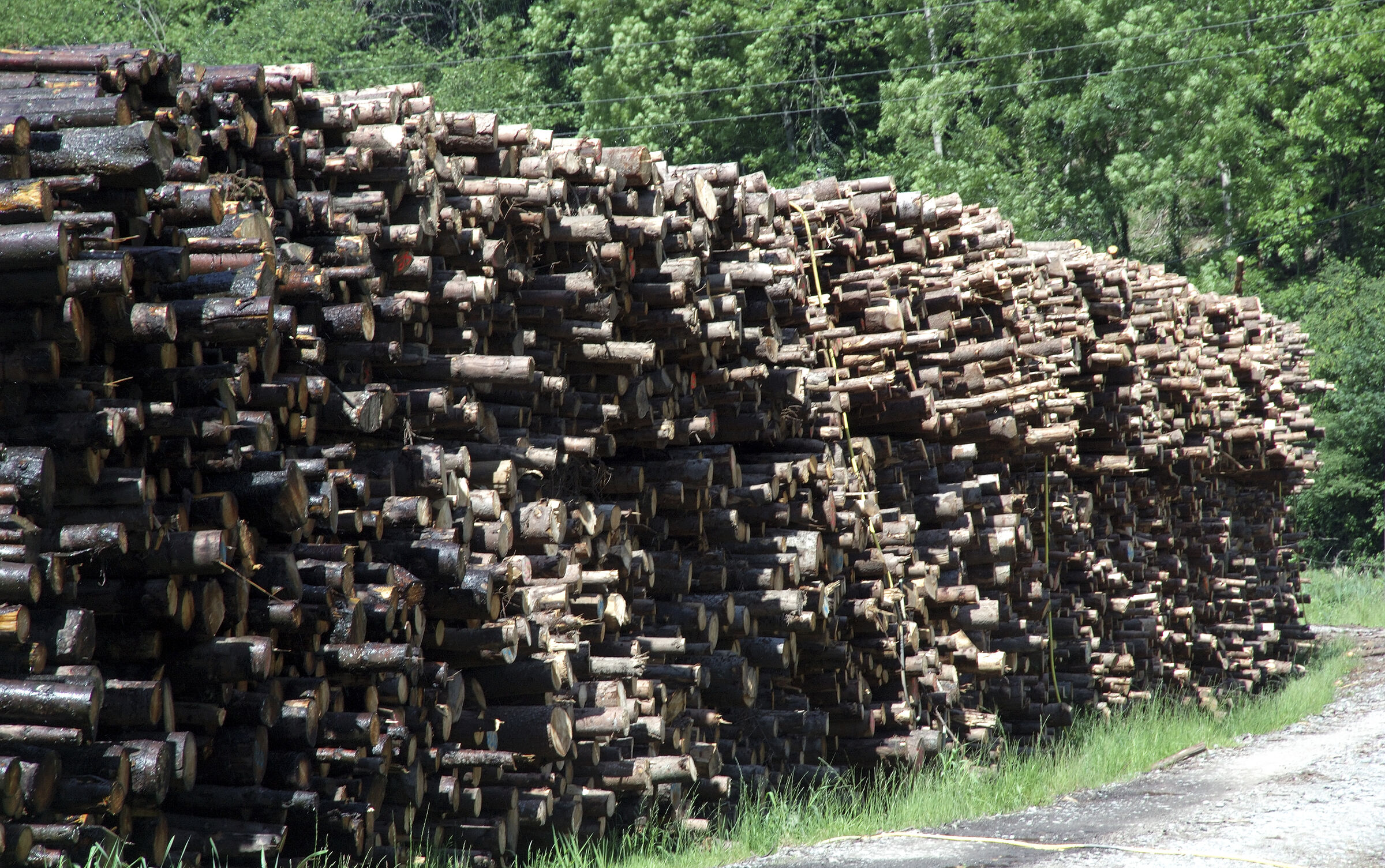 schwarzwald (20) - viel holz