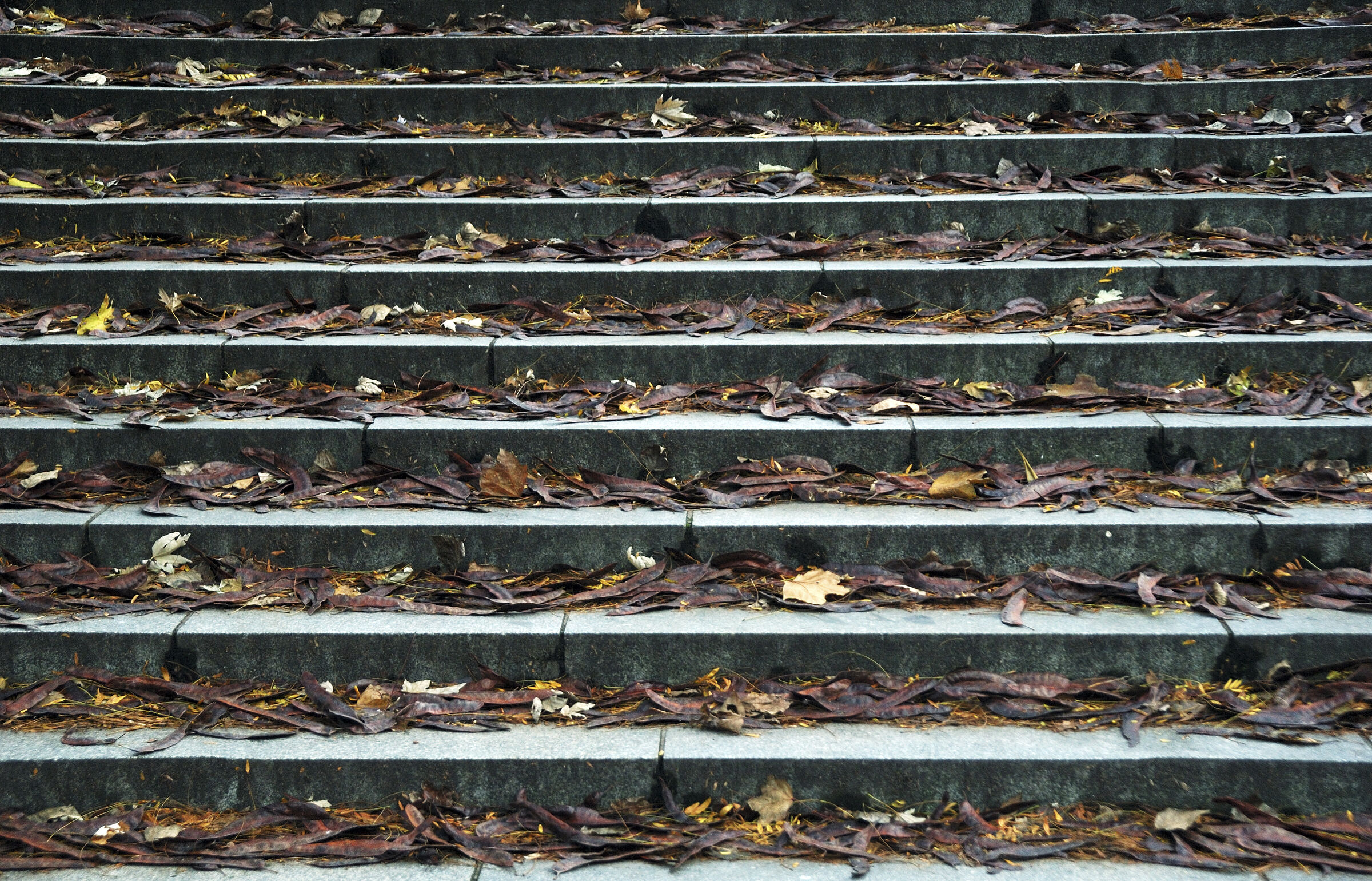 berlin mitte - herbstlaub