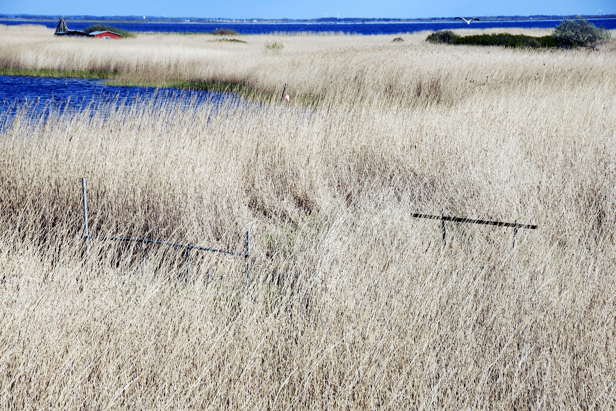 dänemark - ringkobing fjord - holmland klit (13)