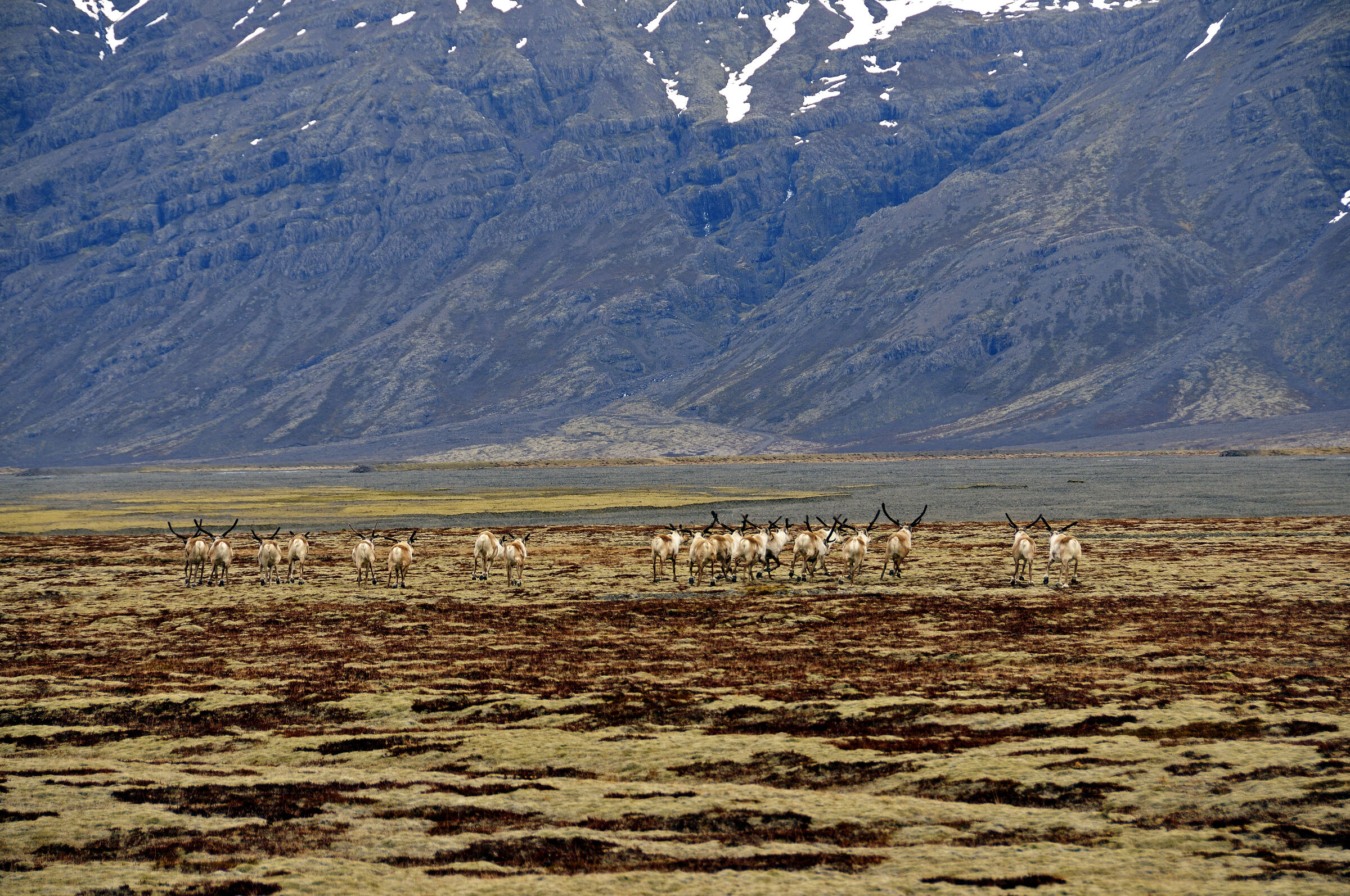 island – zwischen hali und kalfafellsstadur (8)