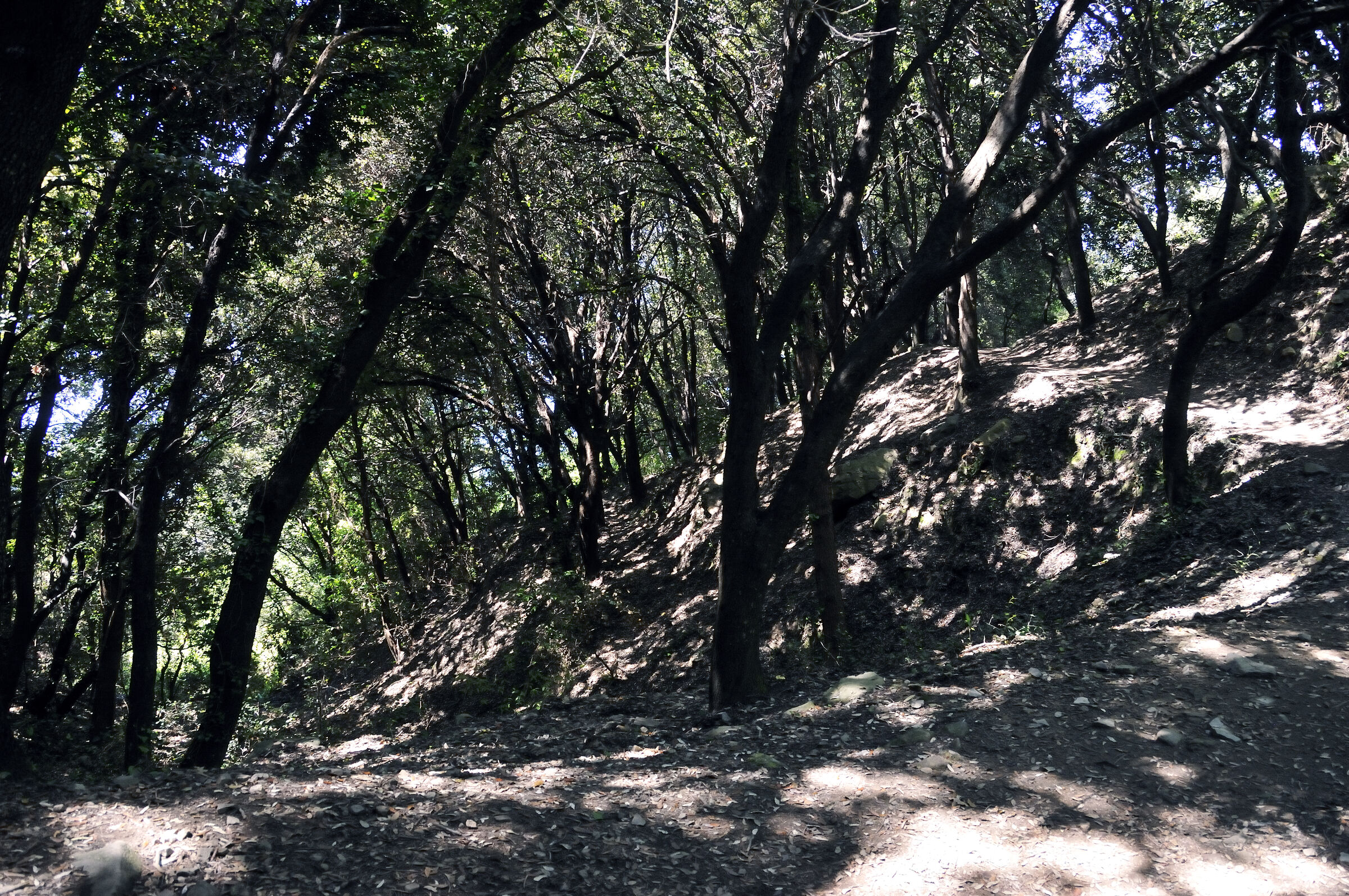 cinque terre – zwischen levanto und monterosso - im wald teil