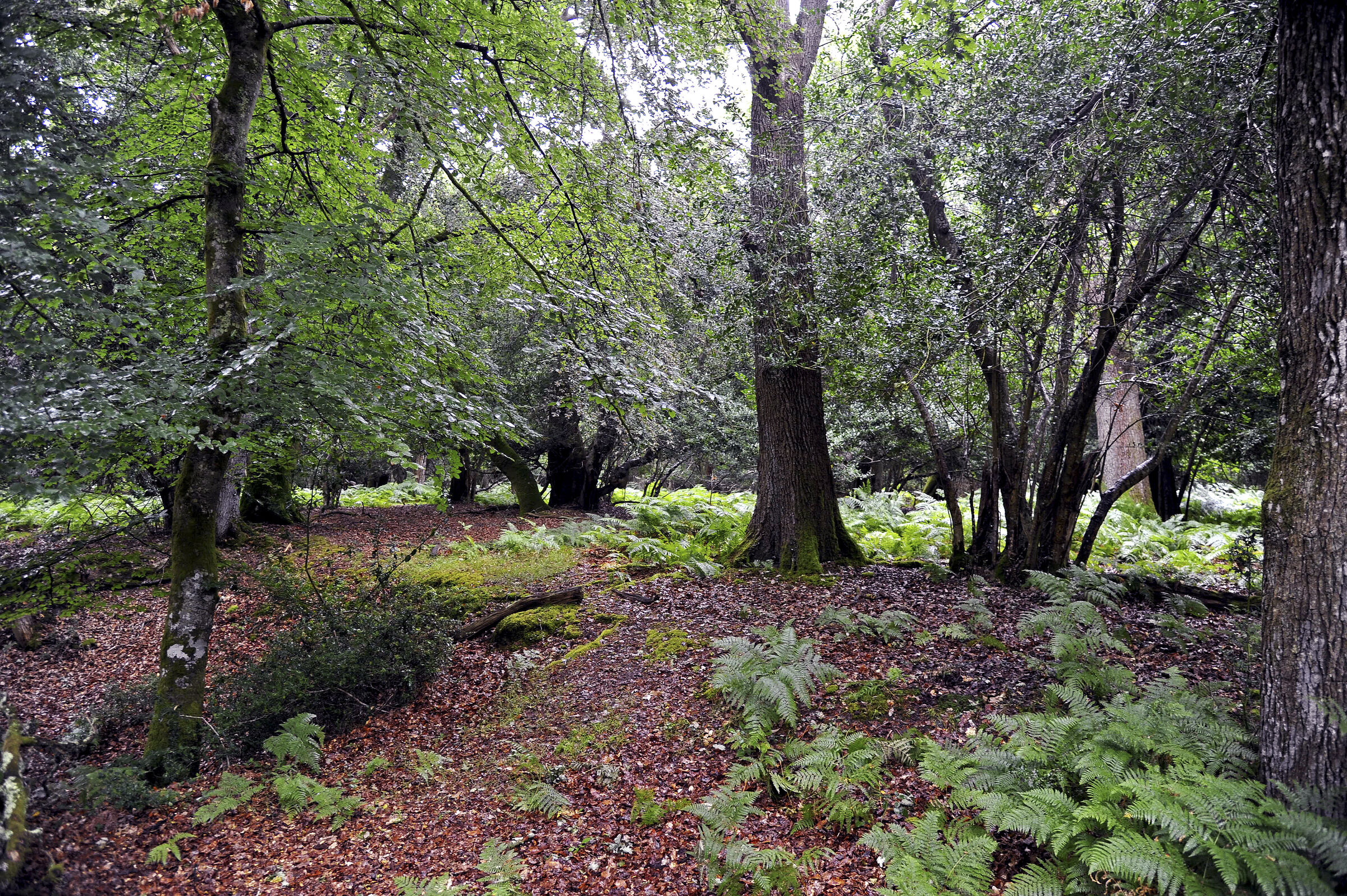 england – new forest  (01)