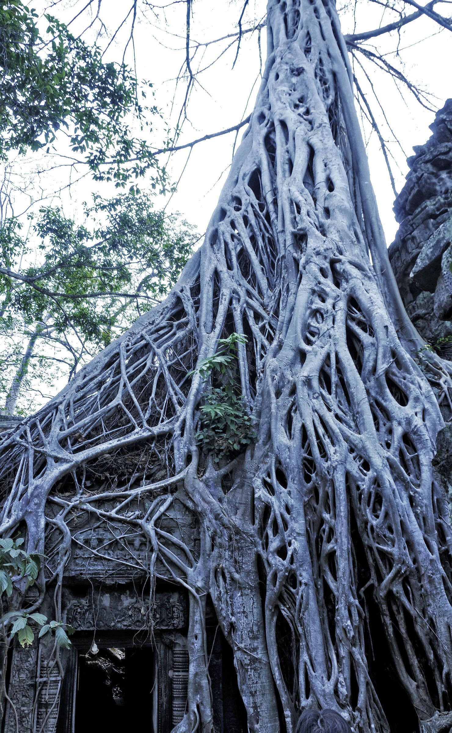 kambodscha - tempel von anghor - ta prohm (47)