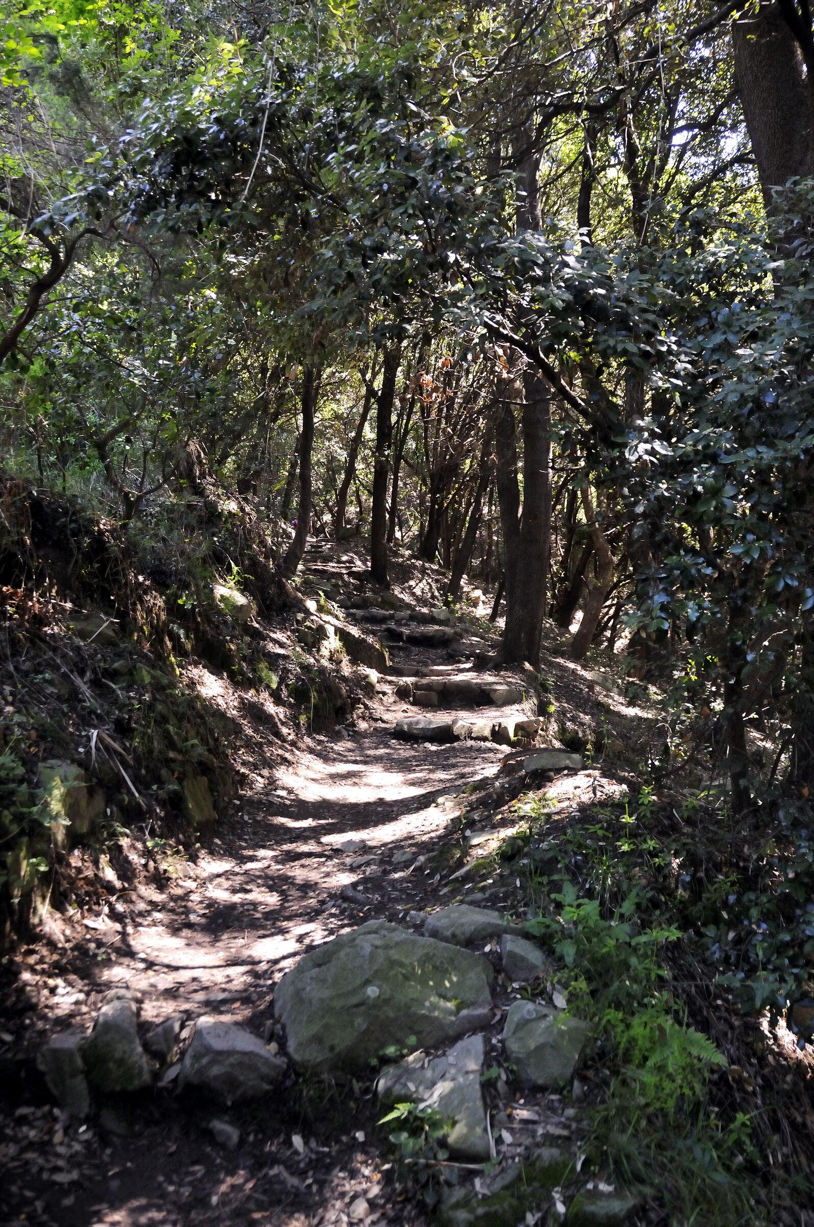 cinque terre – zwischen levanto und monterosso - im wald