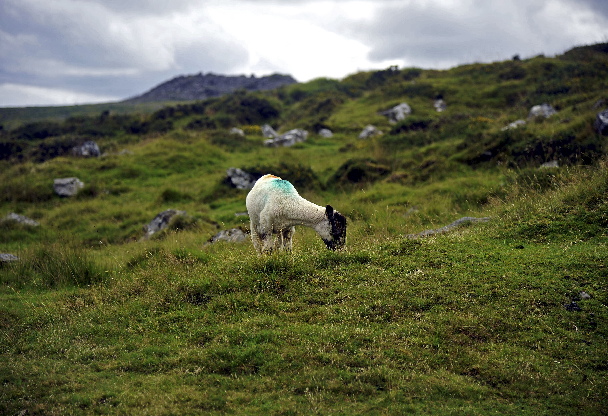 england – dartmoor (02)
