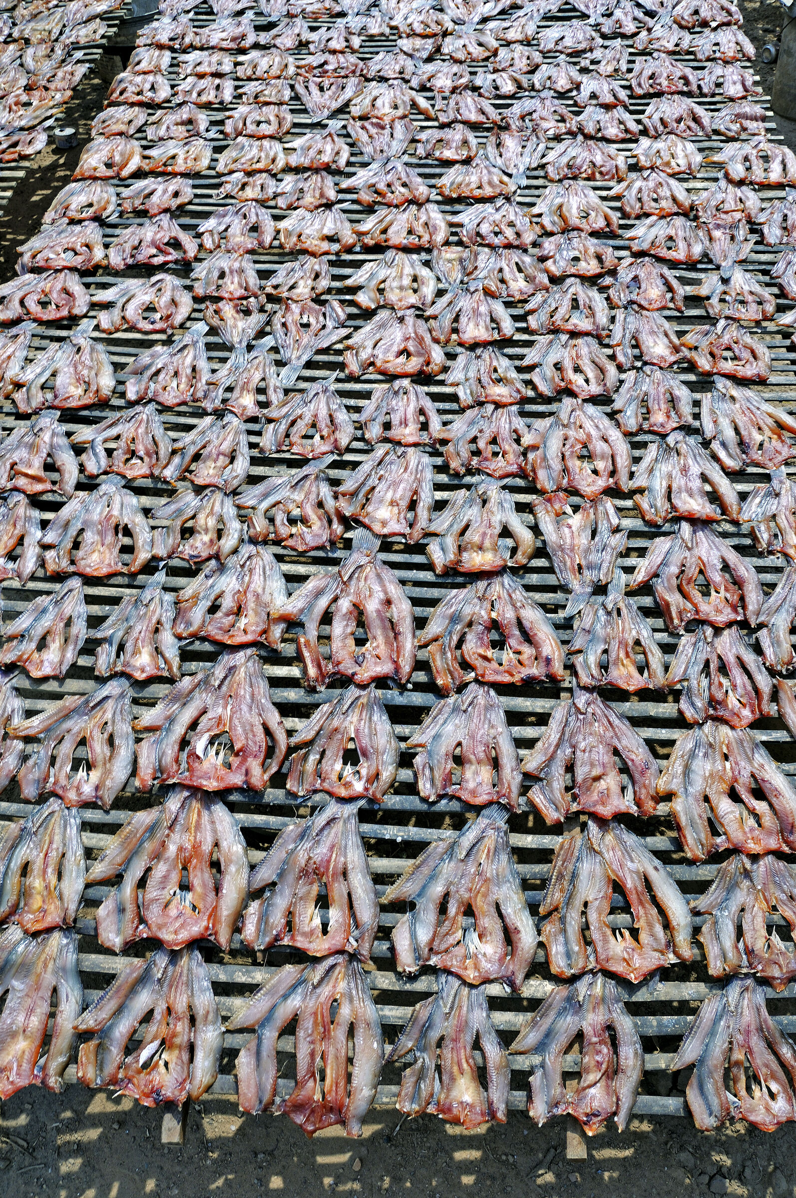 siem reap (35) - unterwegs