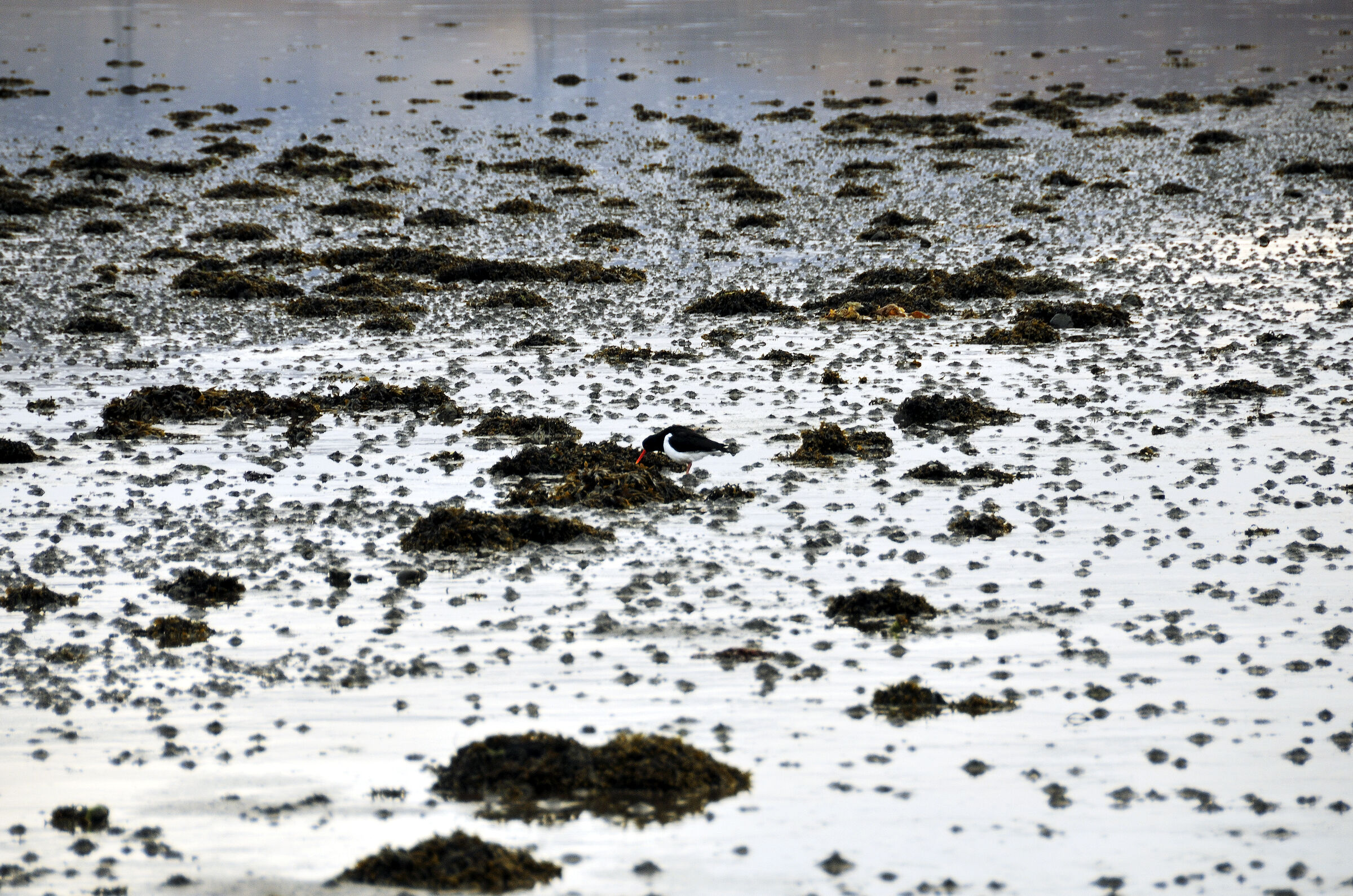 island – hvalfjörður (06)