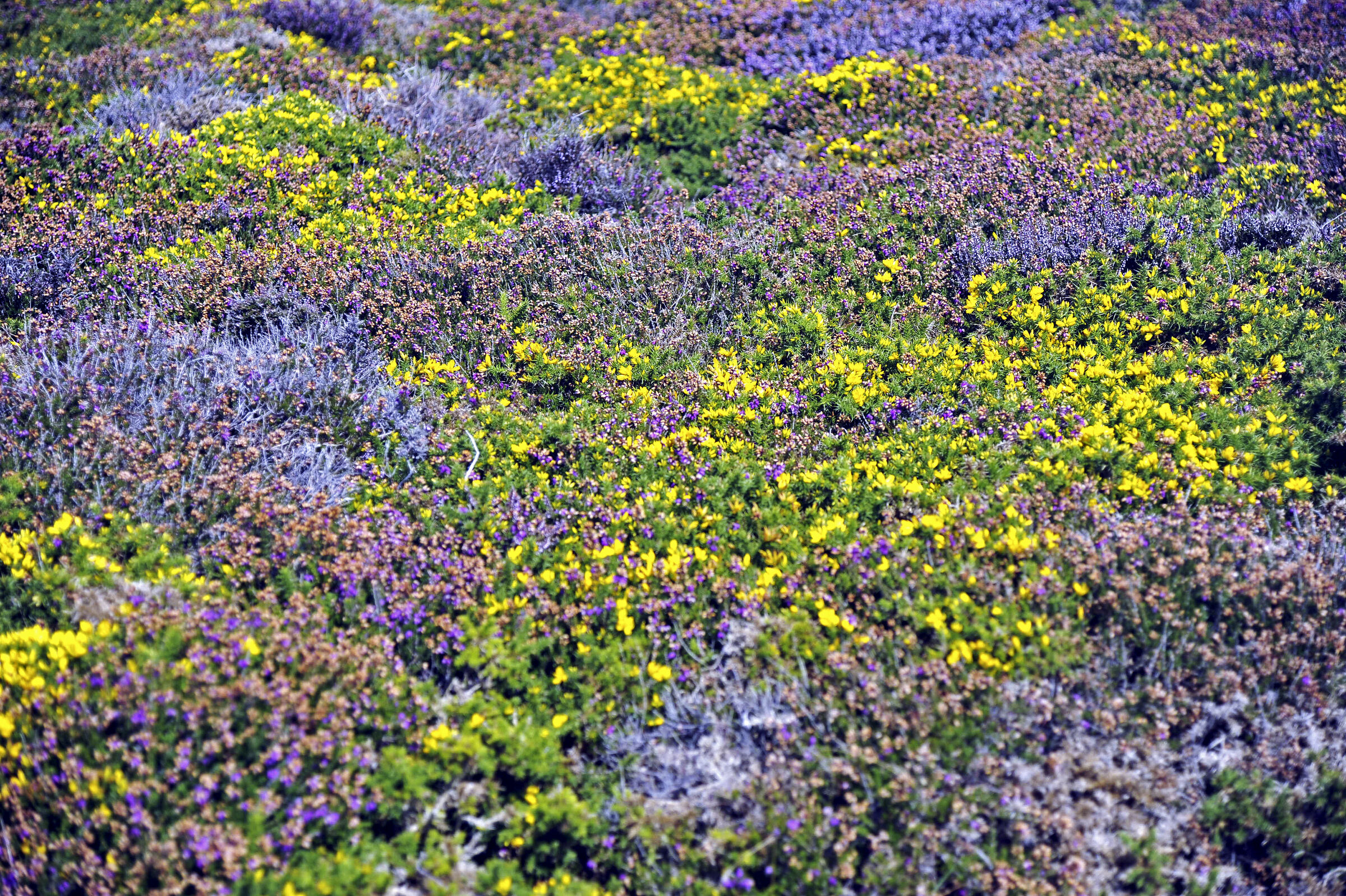 wales – whitesands bay (13)