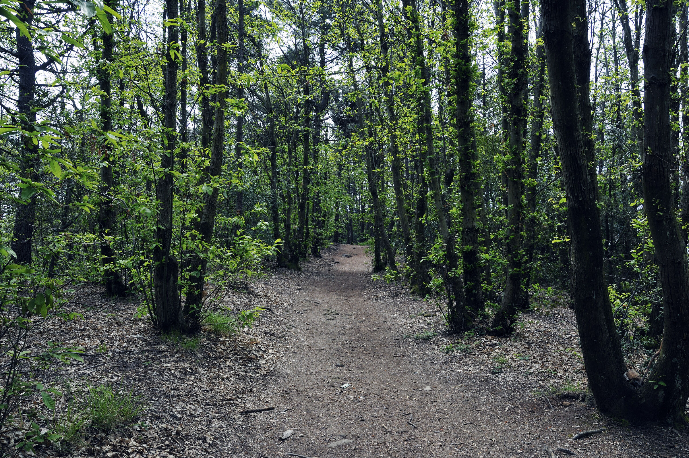 cinque terre - zwischen riomaggiore und porto venere – im wal