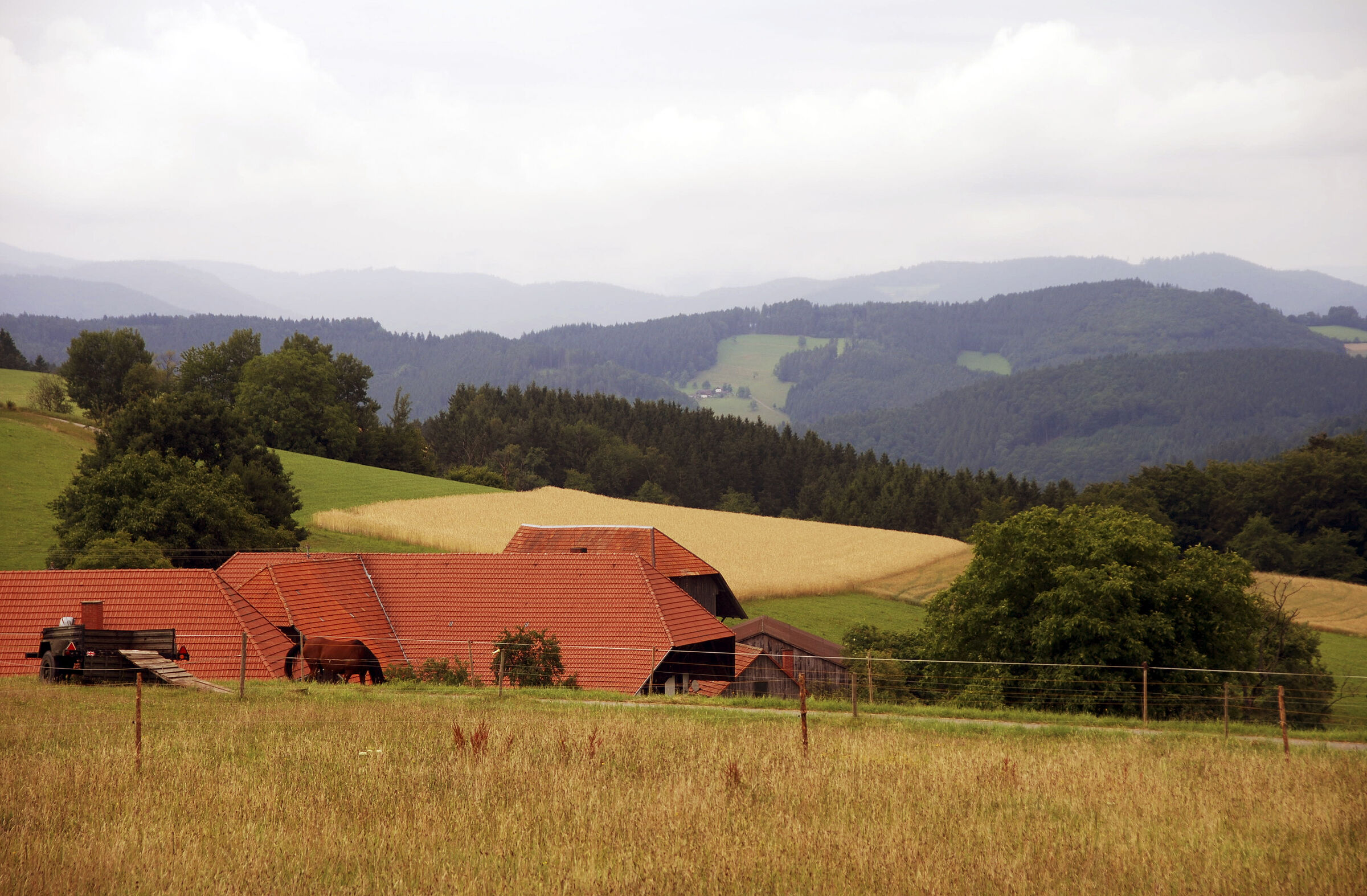 schwarzwald