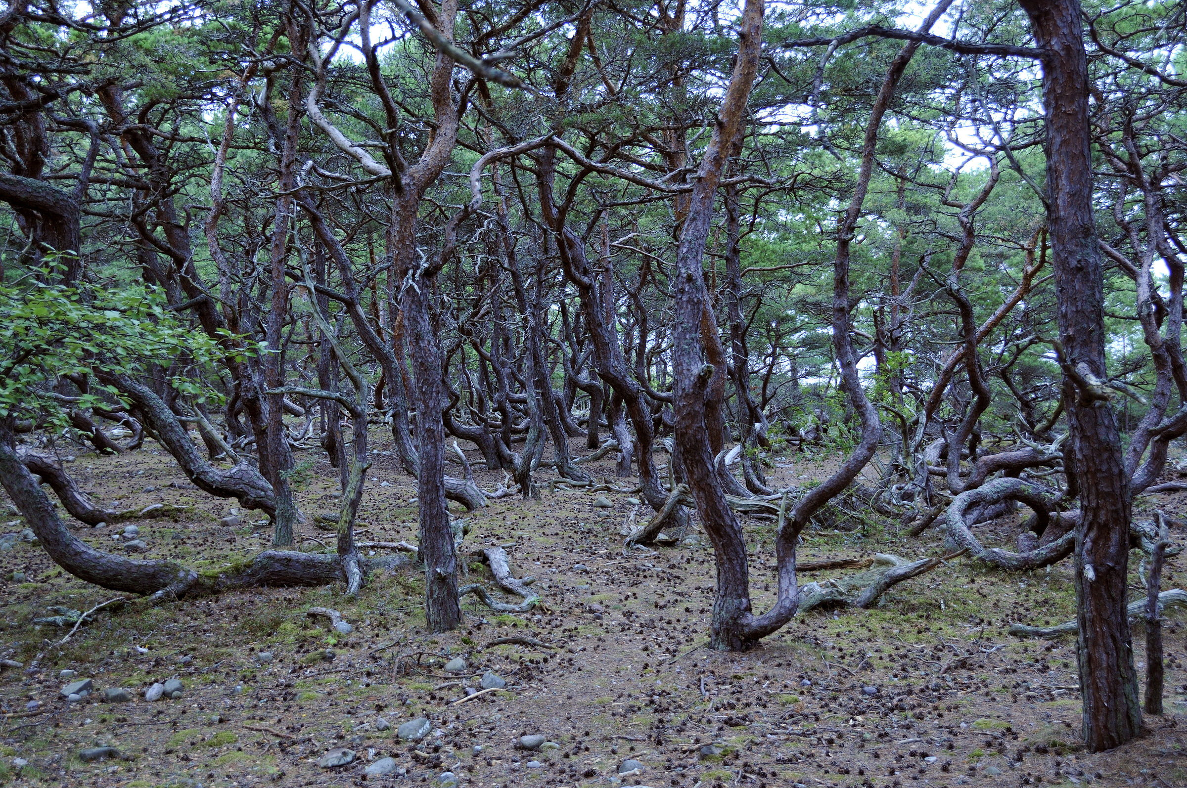 schweden 2017 - (35)