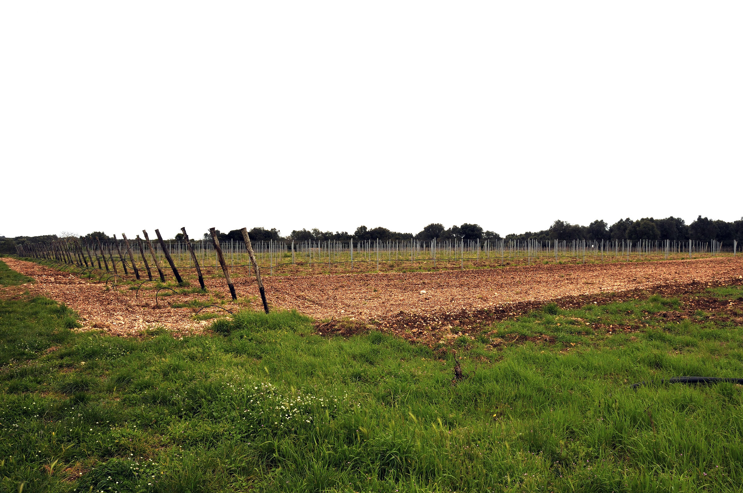 weinfeld – teil 2 - urupia 2015 (48)