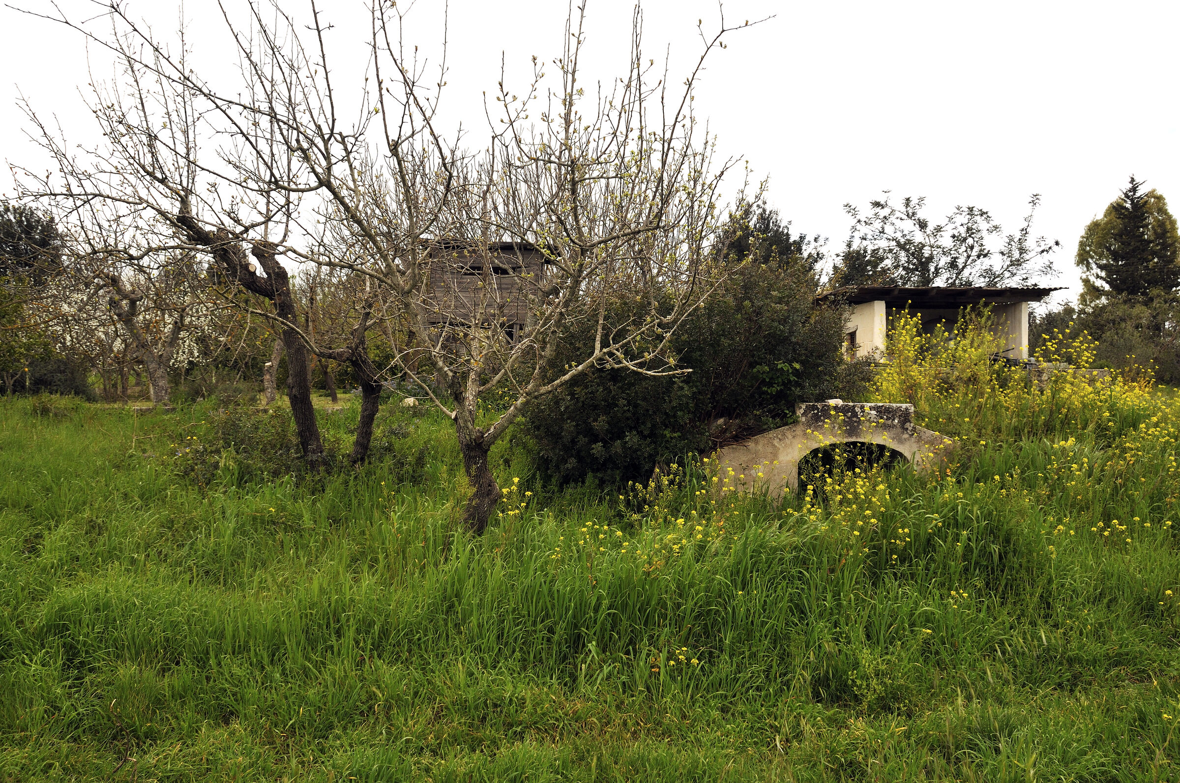 unterhalb des Obstgartens - urupia 2015 (26)