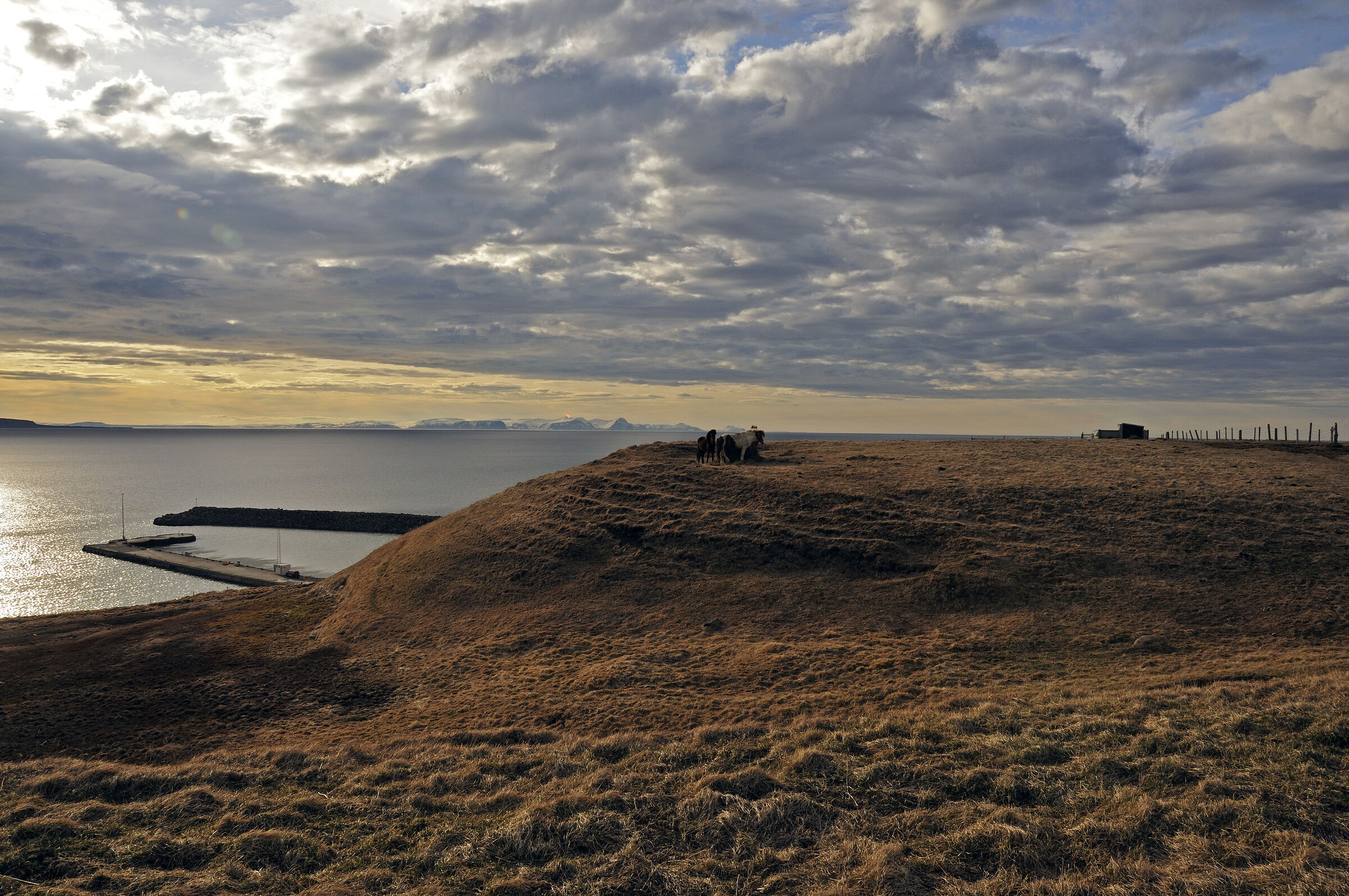 island – zwischen varmahlíð und blönduós (06)