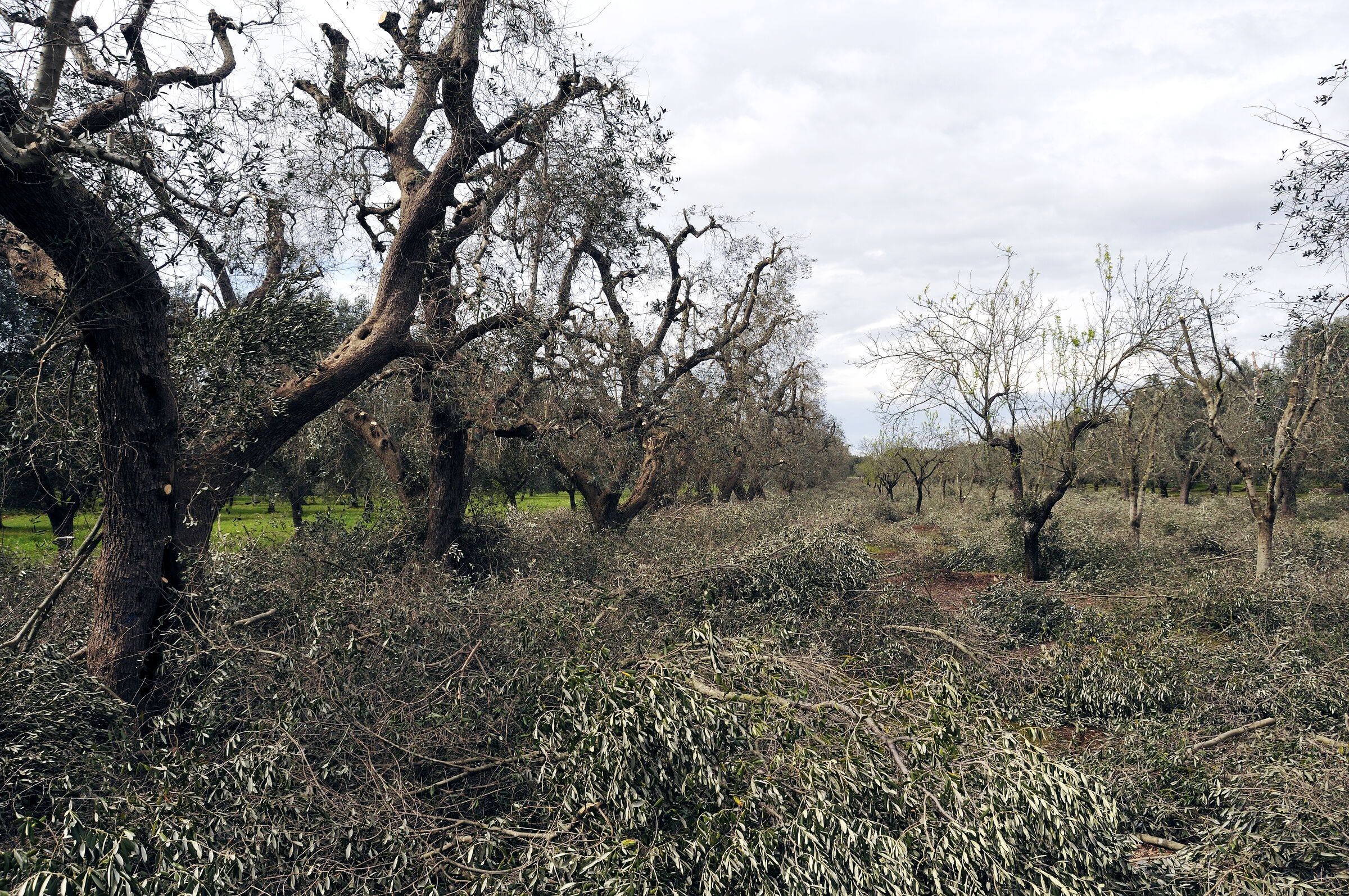 beim nachbarn - olivenschnitt - urupia 2015 (45)