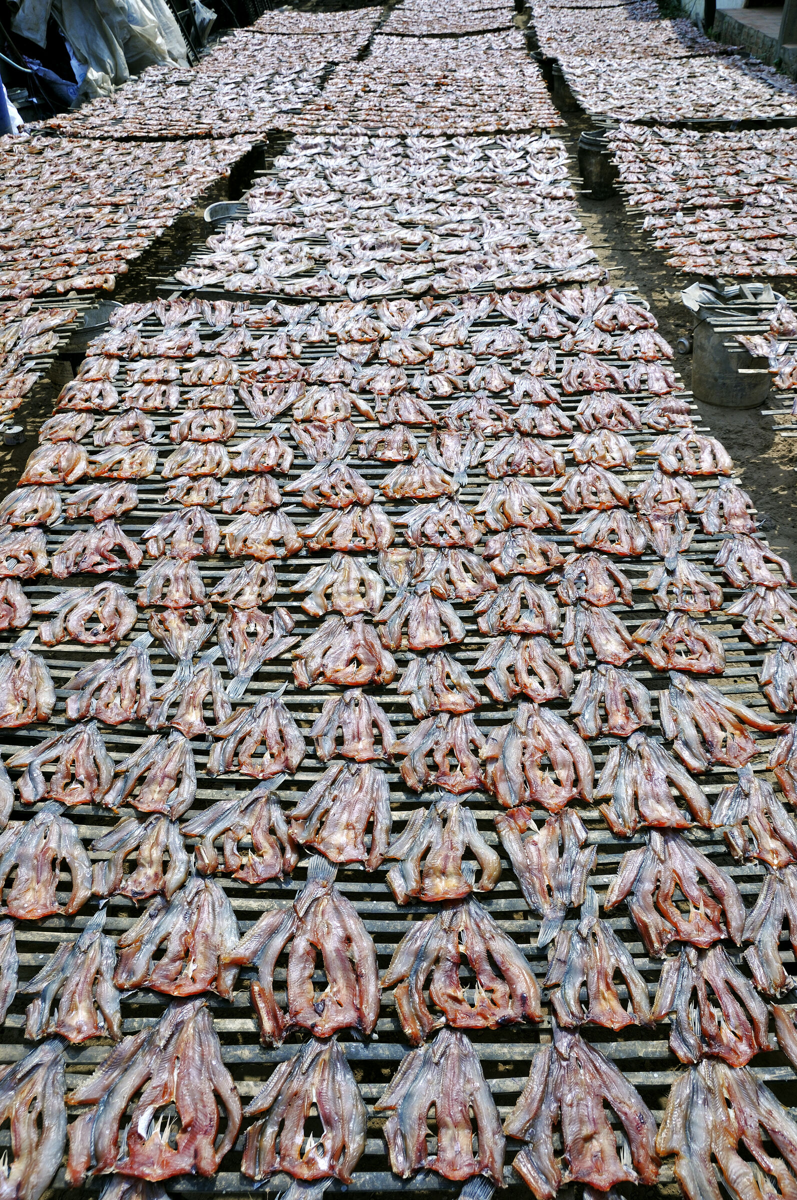 siem reap (37) - unterwegs