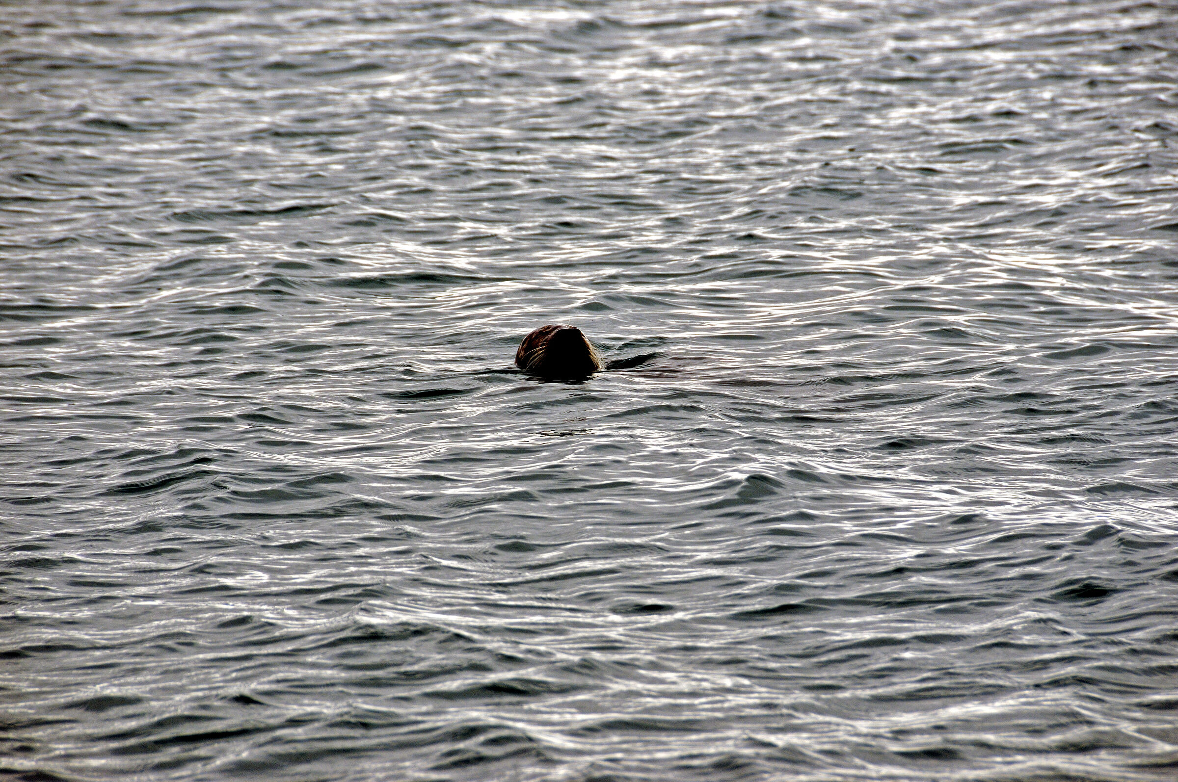island – jökulsárlón (15)