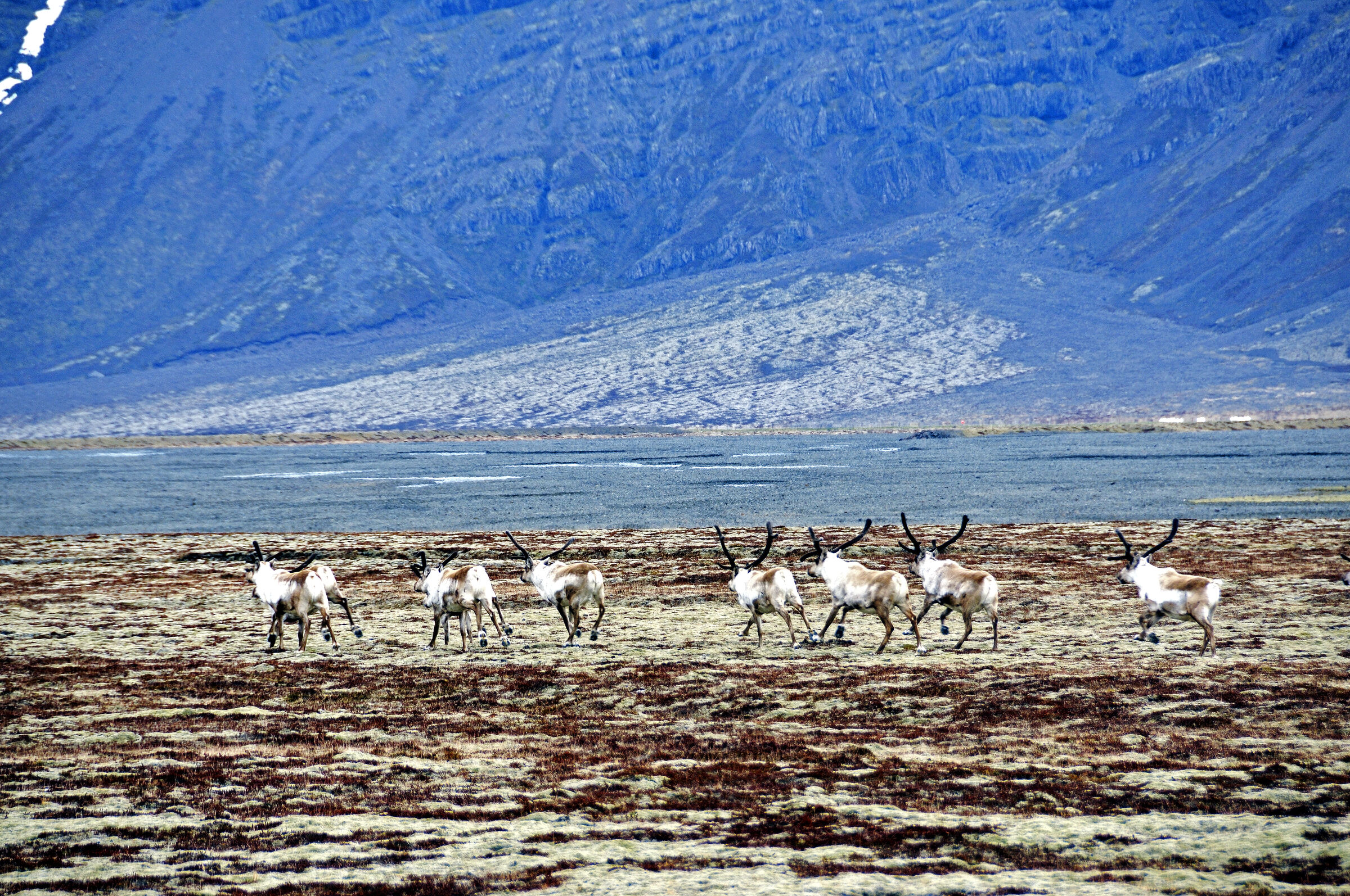 island –