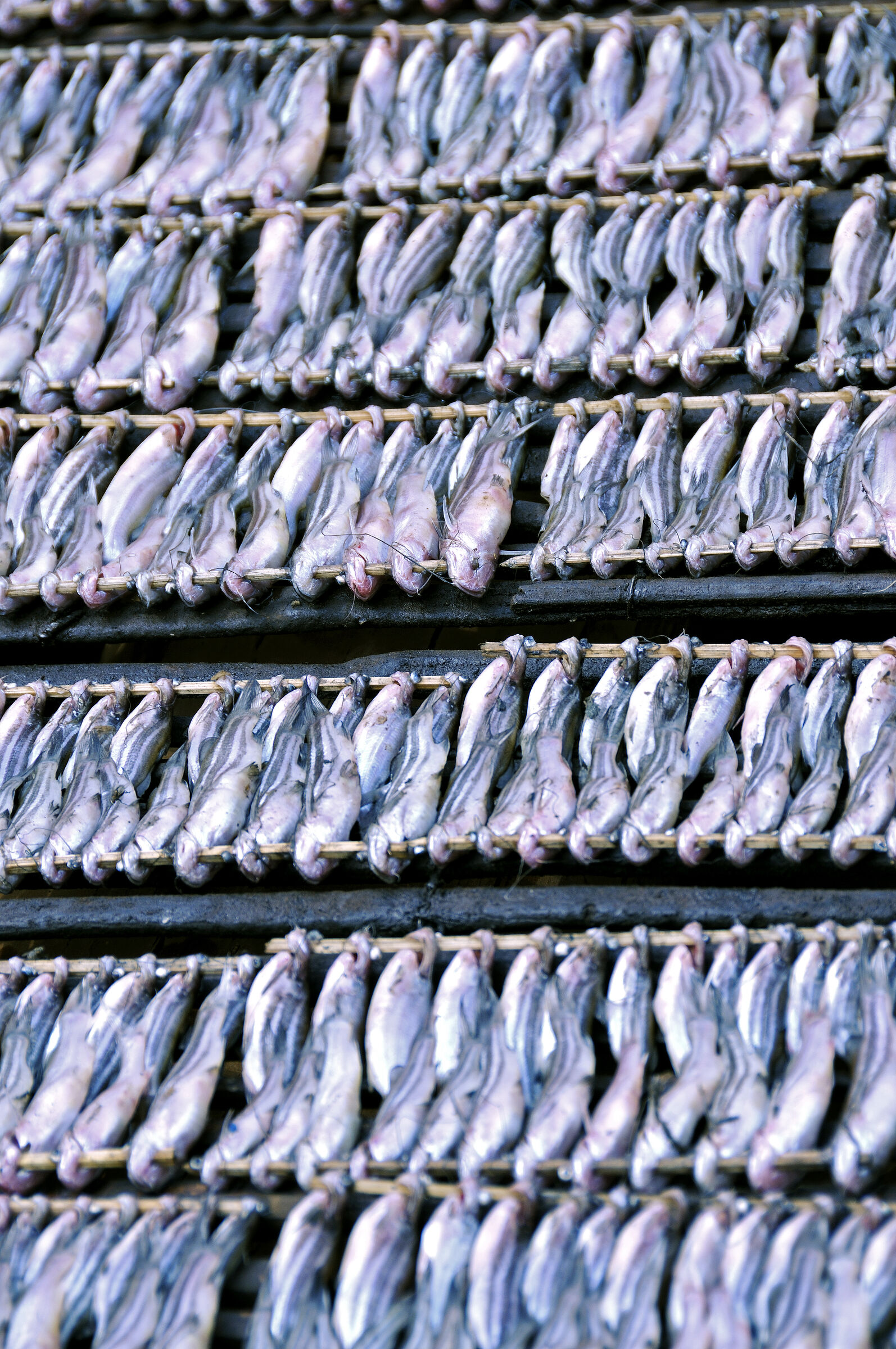 siem reap (70) – kampong khleang