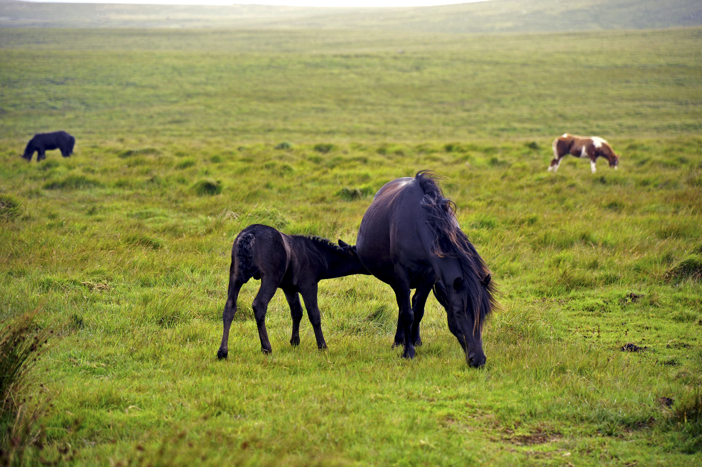 england – dartmoor (05)