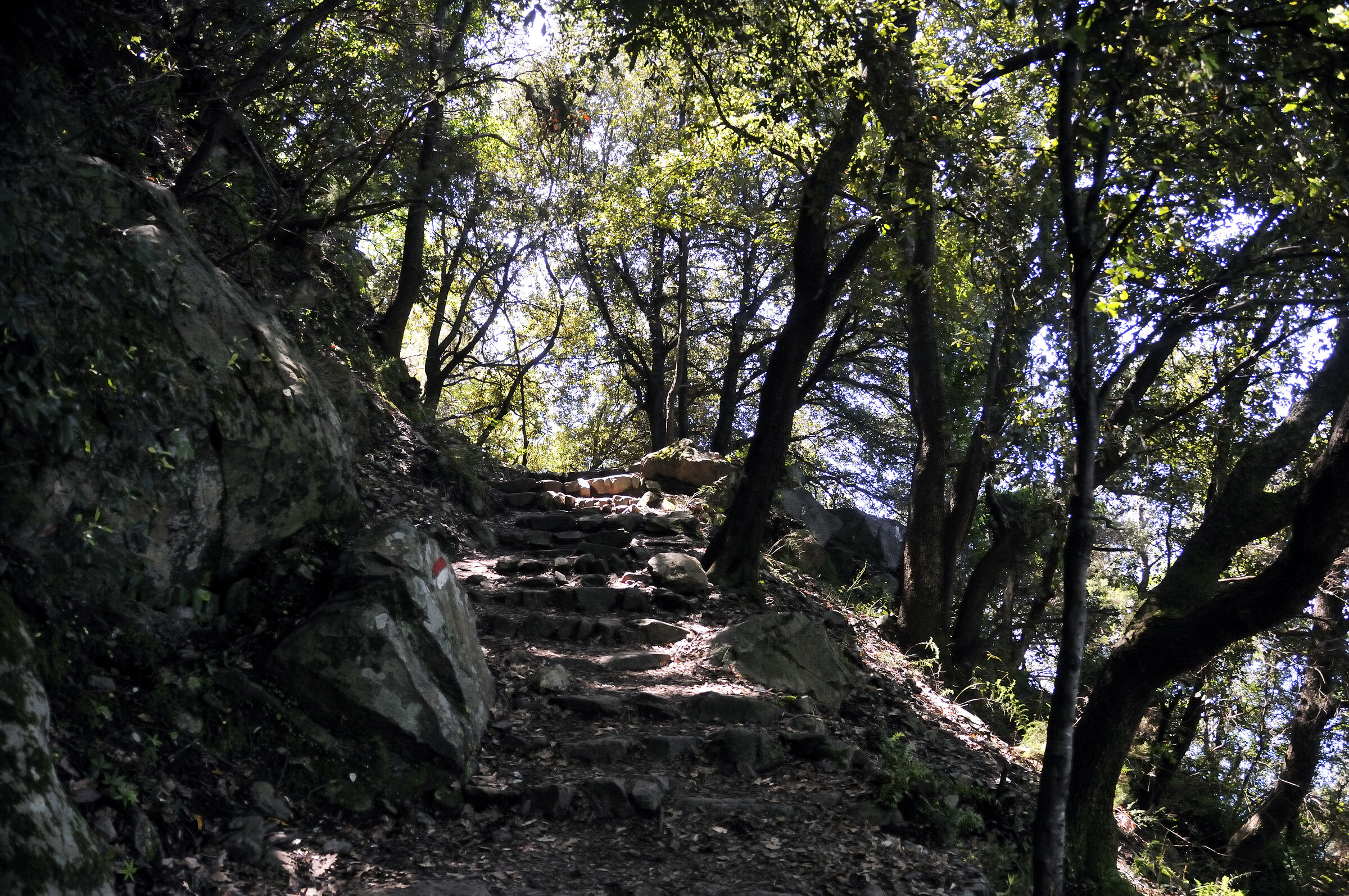 cinque terre – zwischen levanto und monterosso - im wald teil