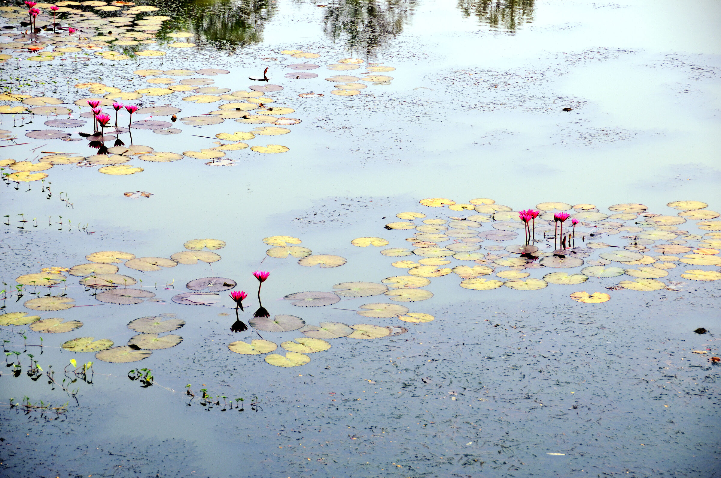 kambodscha - tempel von anghor - bakong (08)