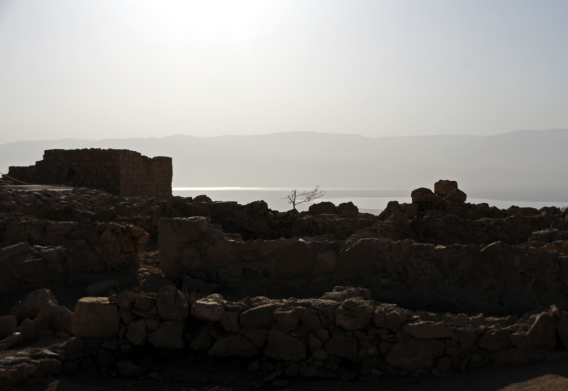 israel- totes meer - masada – der baum