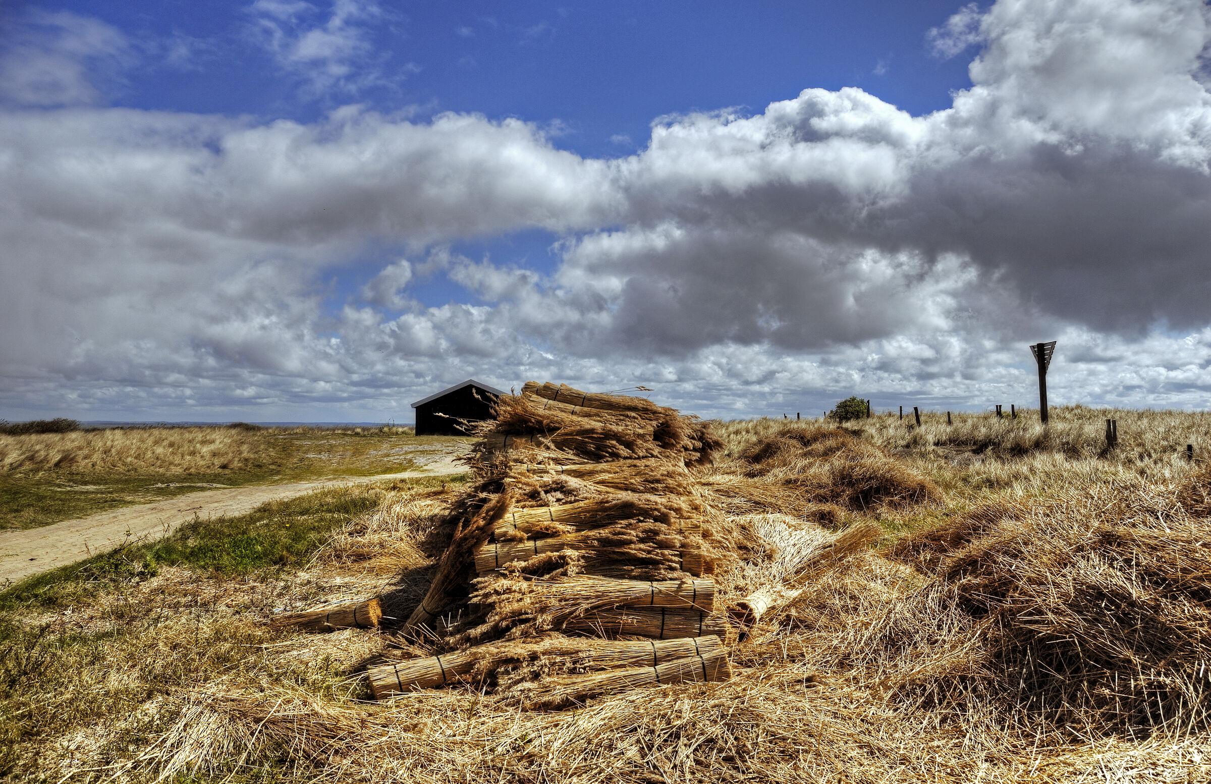 dänemark - ringkobing fjord - holmland klit (07)