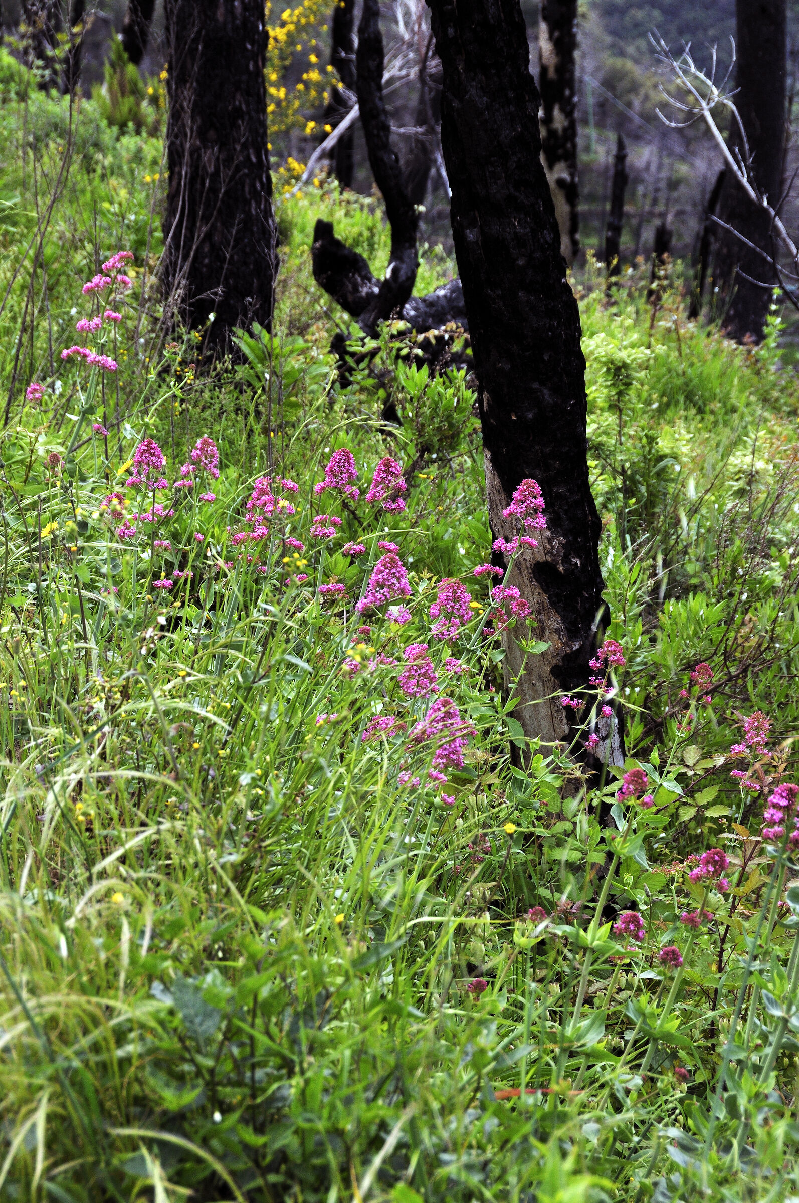 cinque terre - zwischen riomaggiore und porto venere – pionie