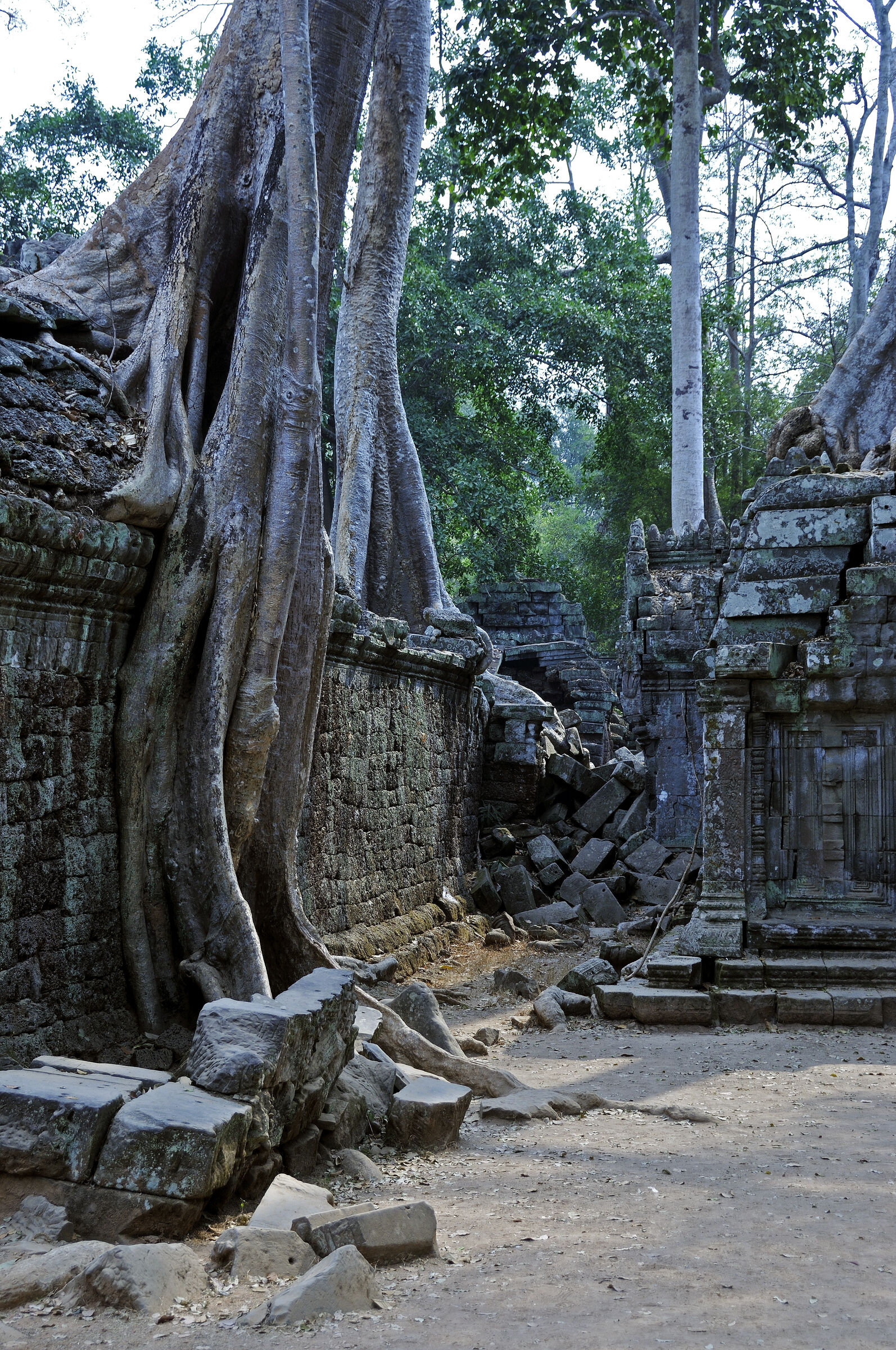 kambodscha - tempel von anghor - ta prohm (53)