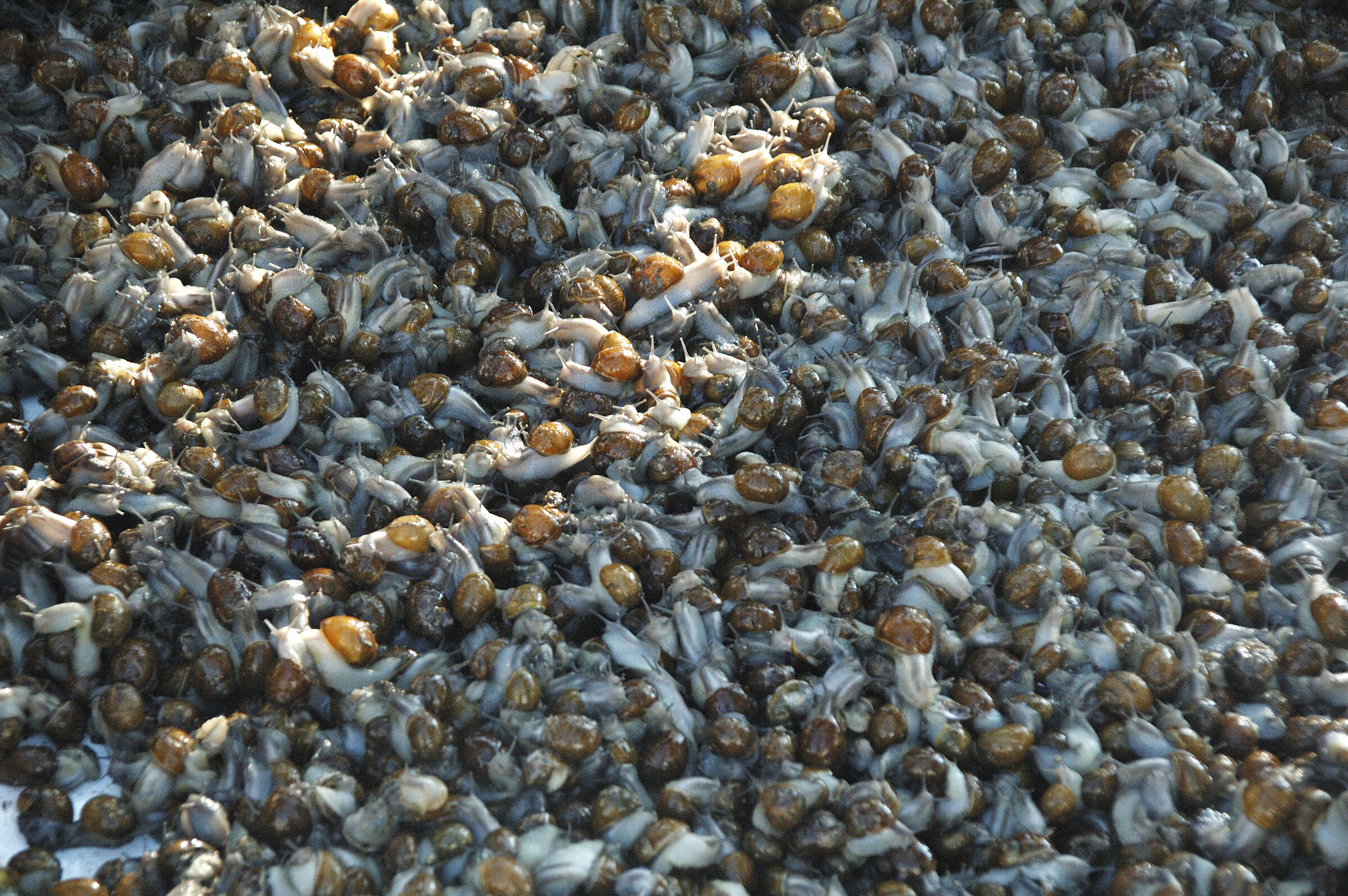 salent (68) - auf dem markt teil zwei