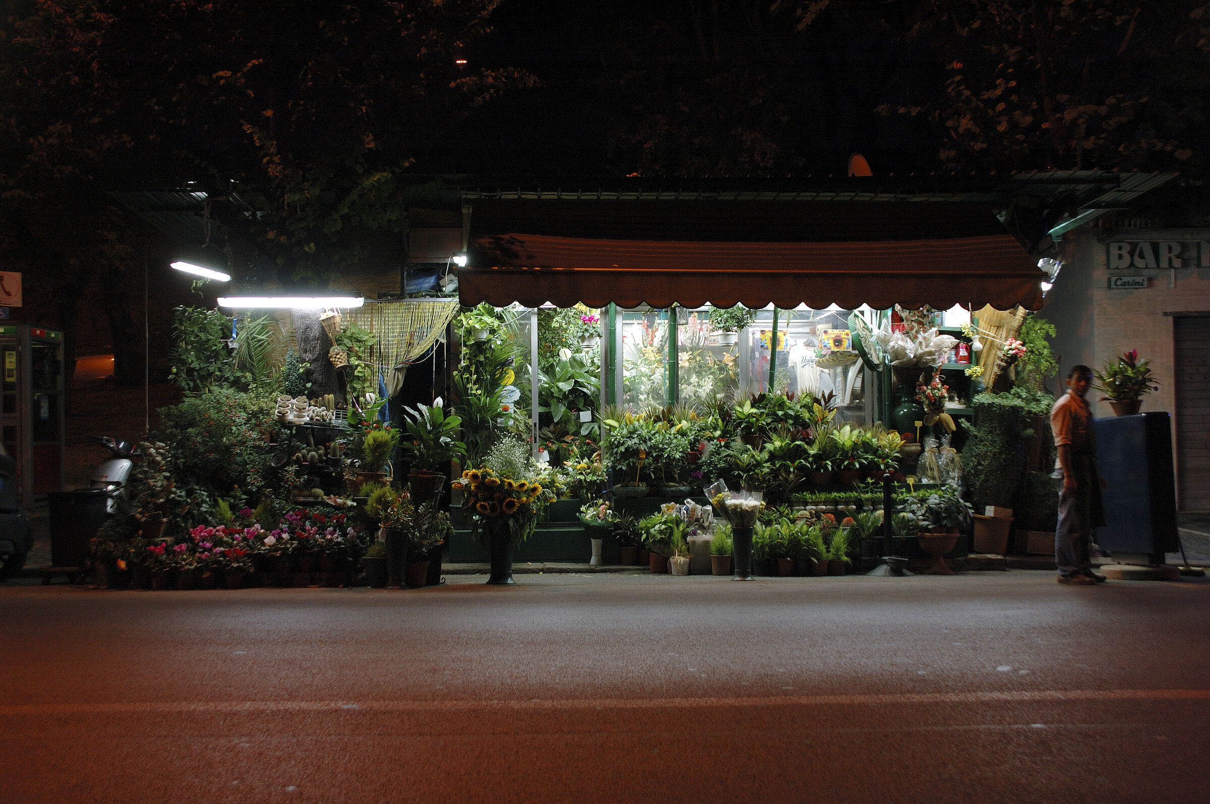 rom nachts 8- pianti e fiori