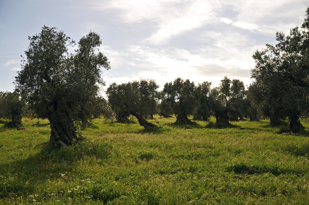 olivenhain – teil 2 - urupia 2015 (41)