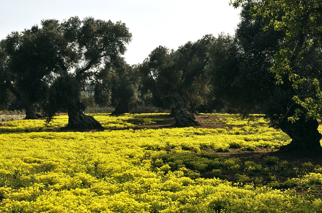 blumenmeer teil 2 - ostuni 2015 (07)