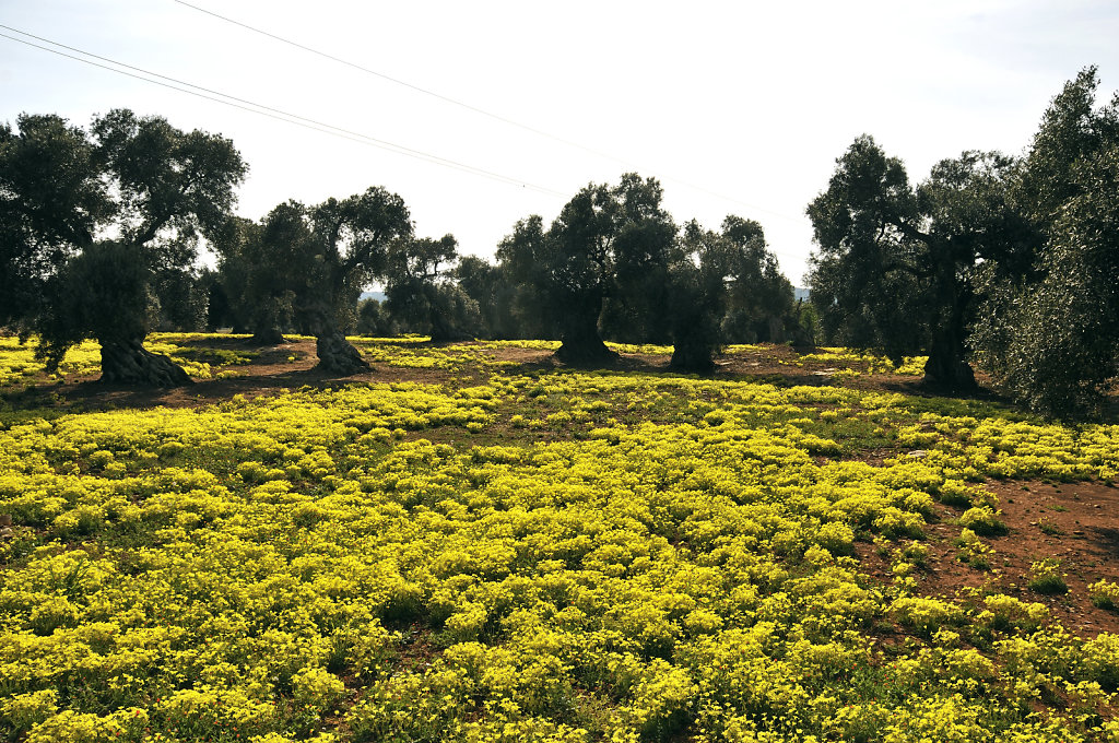 blumenmeer - ostuni 2015 (06)