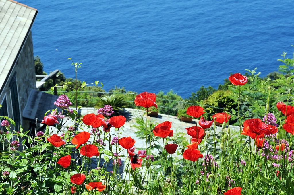 cinque terre – zwischen levanto und monterosso - am wegesrand