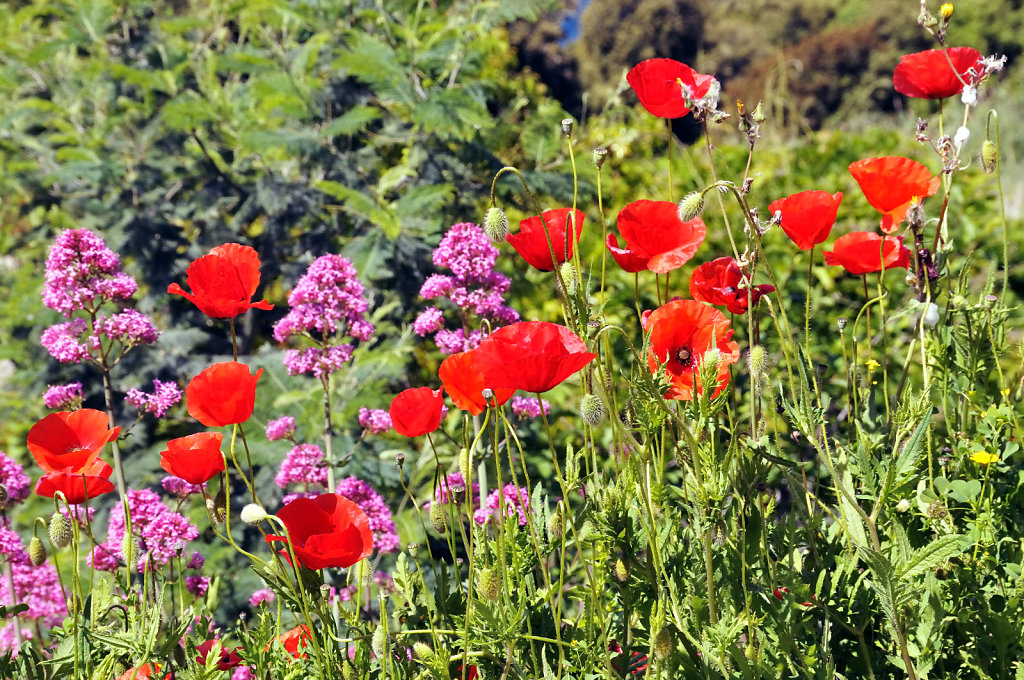 cinque terre – zwischen levanto und monterosso -  am wegesrand