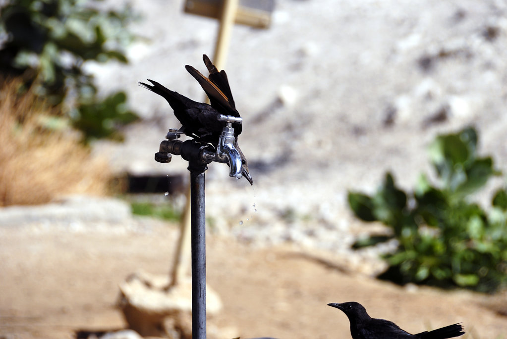 israel- totes meer - masada - vogeltränke