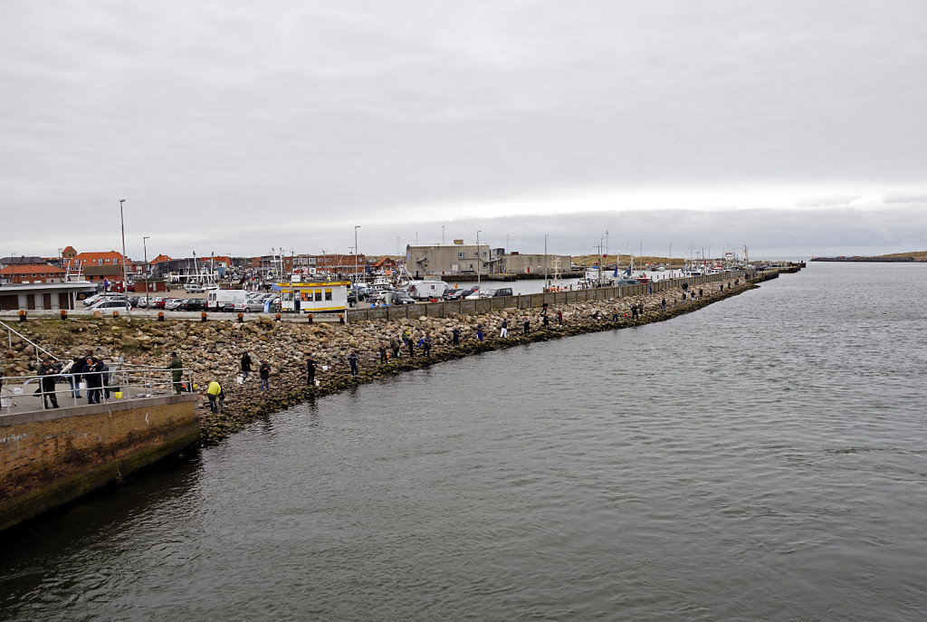 dänemark - ringkobing fjord - hvide sande (22) 