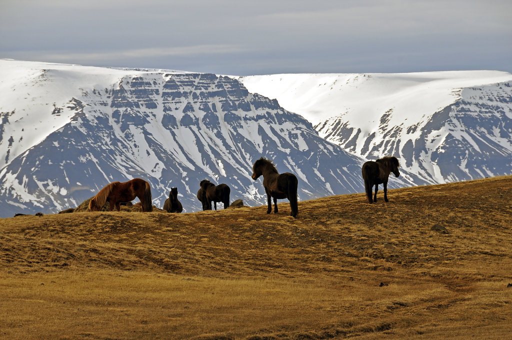 island – zwischen siglufjörður und varmahlíð (15)