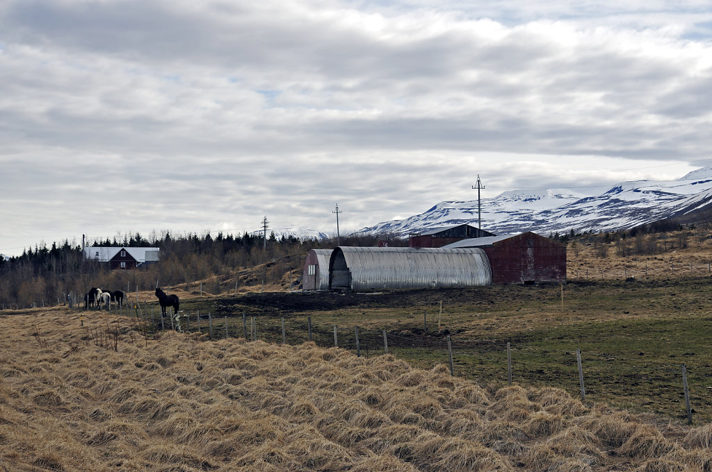 island – zwischen siglufjörður und varmahlíð (17) 