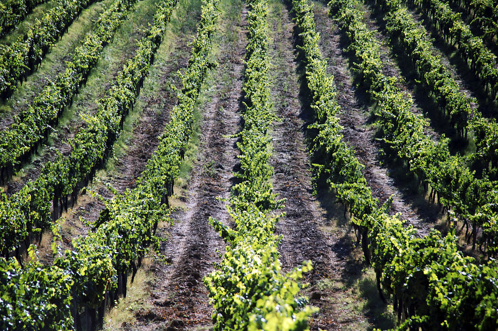 provinz siena (33)  