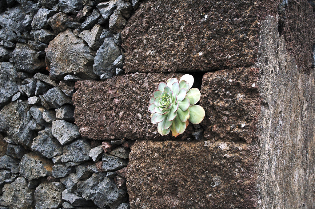 el hierro (69)- steinrose