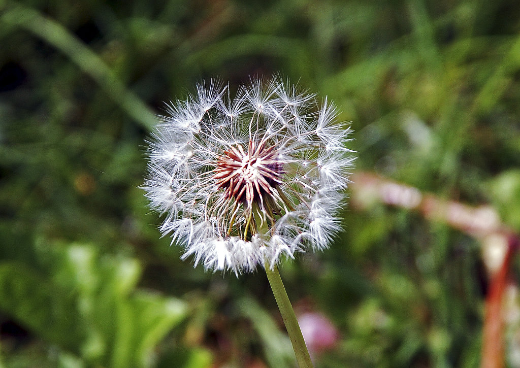 im garten 10