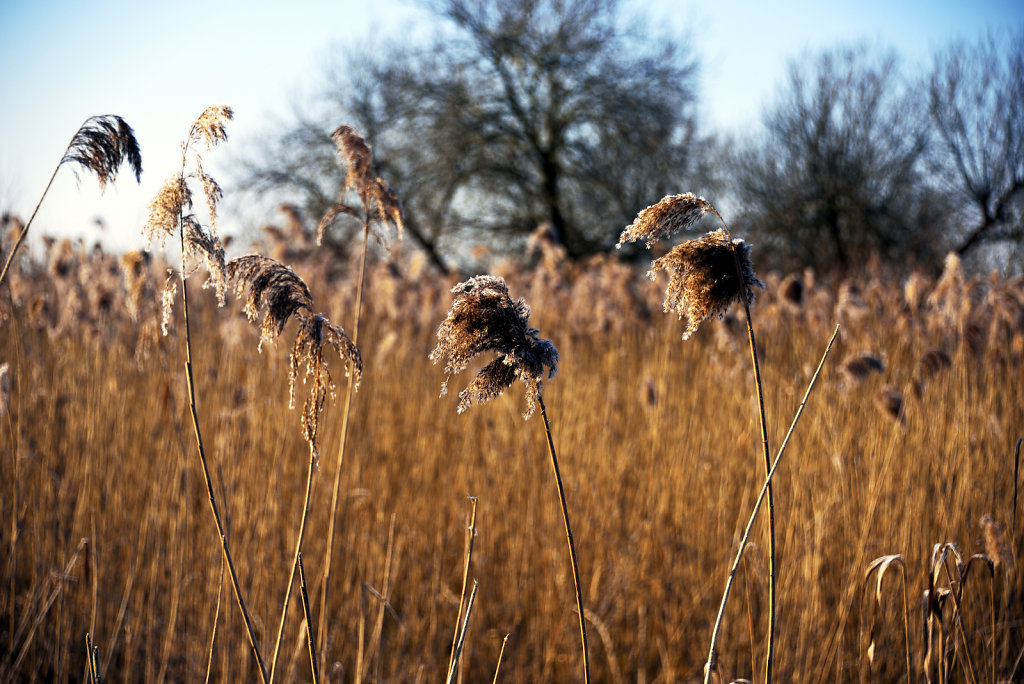 warwisch (01)