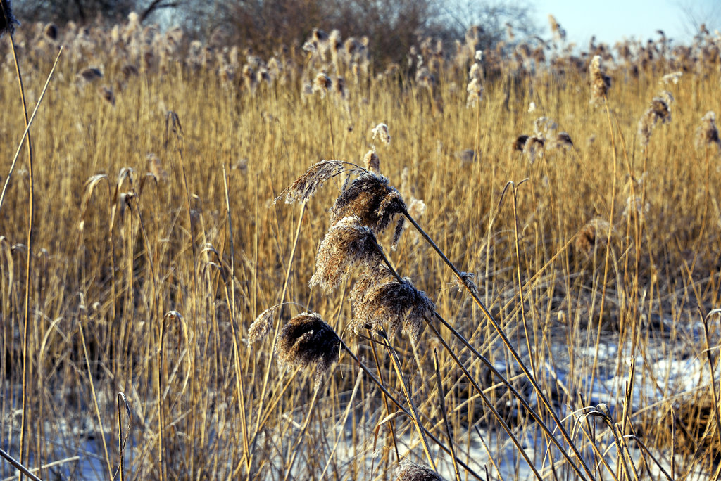 warwisch (02)